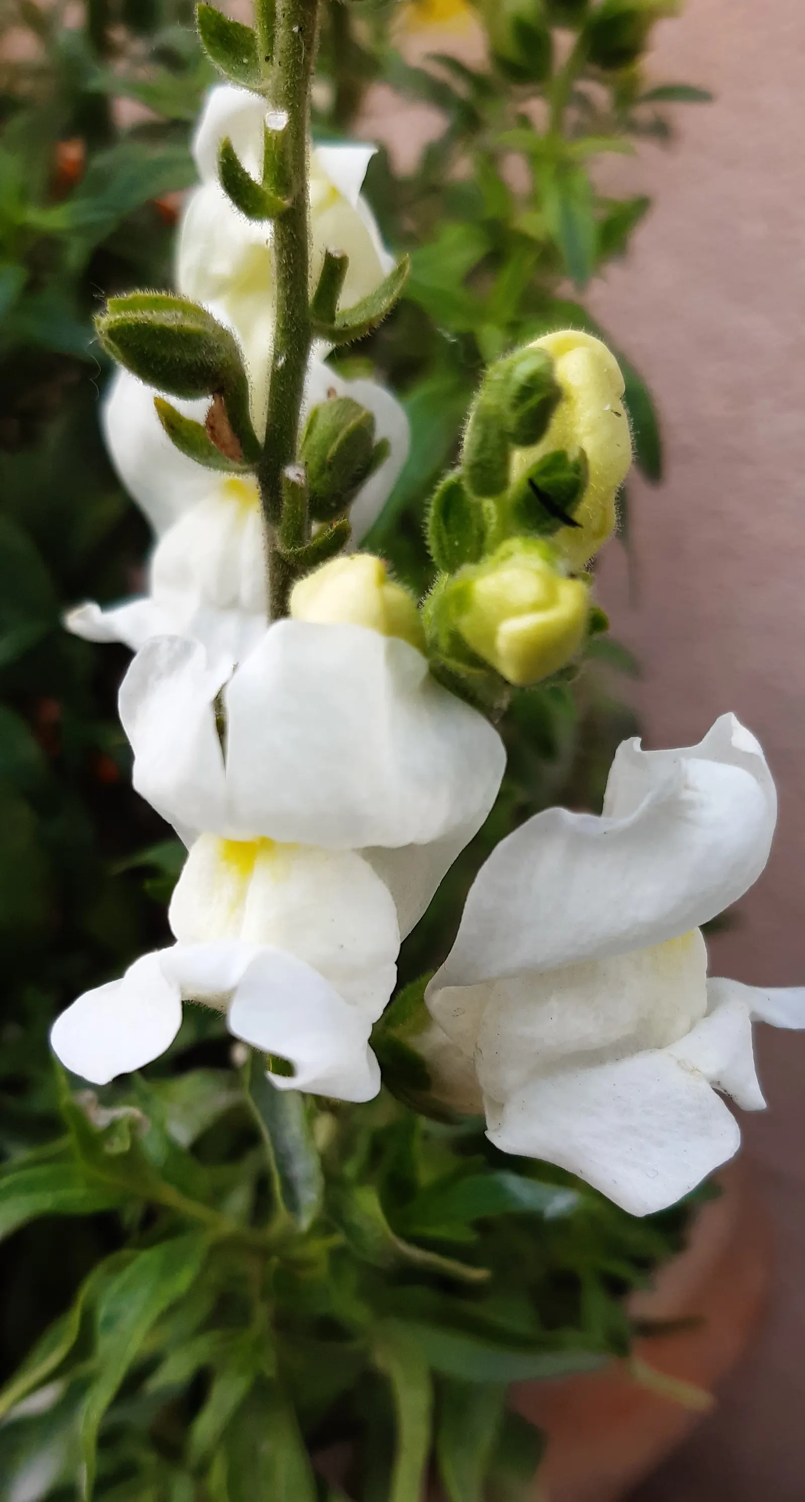 Snapdragon (Antirrhinum Majus) — It features tubular, two-lipped flowers in a variety of hues and can reach 1-3 feet in height; they prefer cooler, image 117