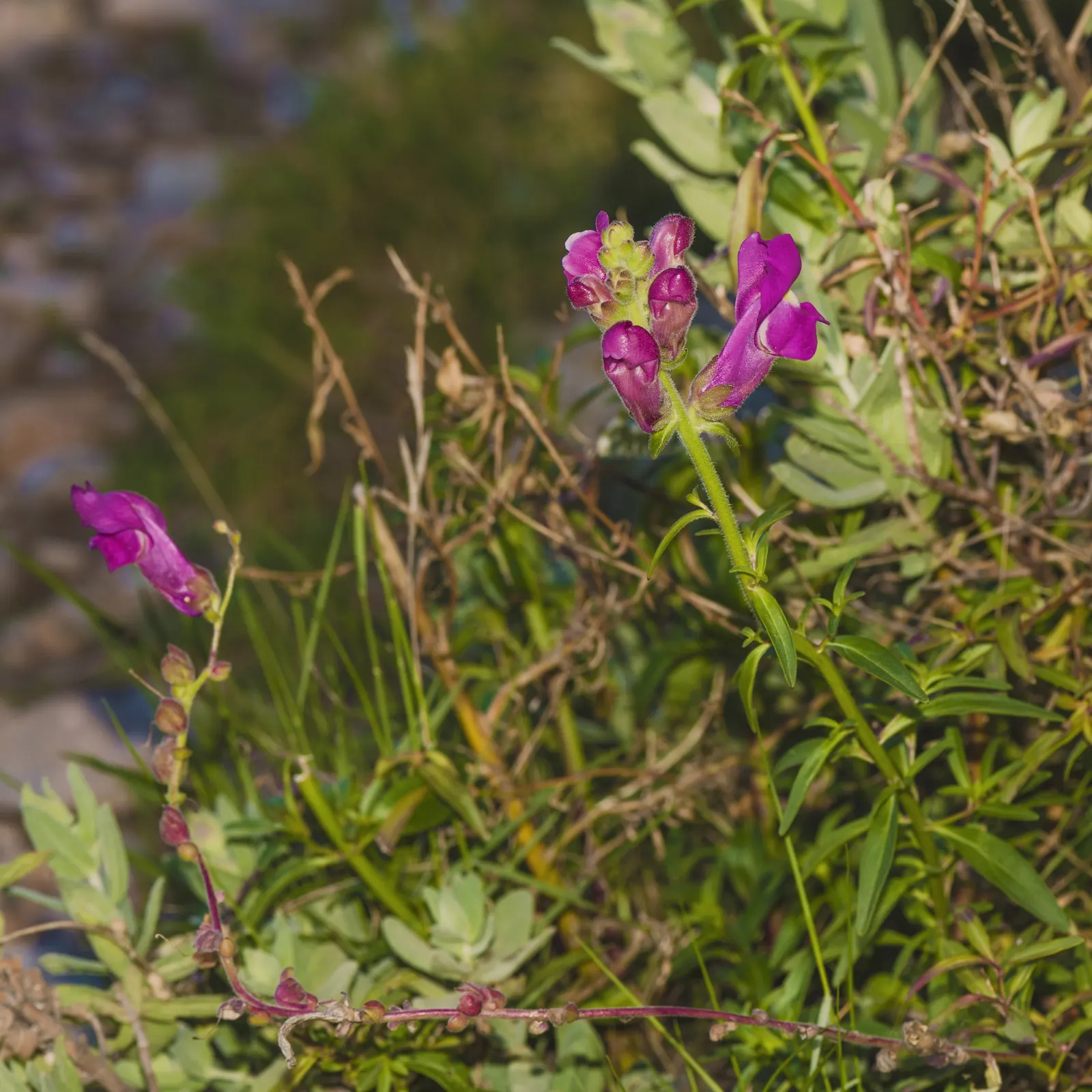 Snapdragon (Antirrhinum Majus) — Blooms from late spring to fall, adding vertical interest and vivid color to borders; it features tubular, image 73