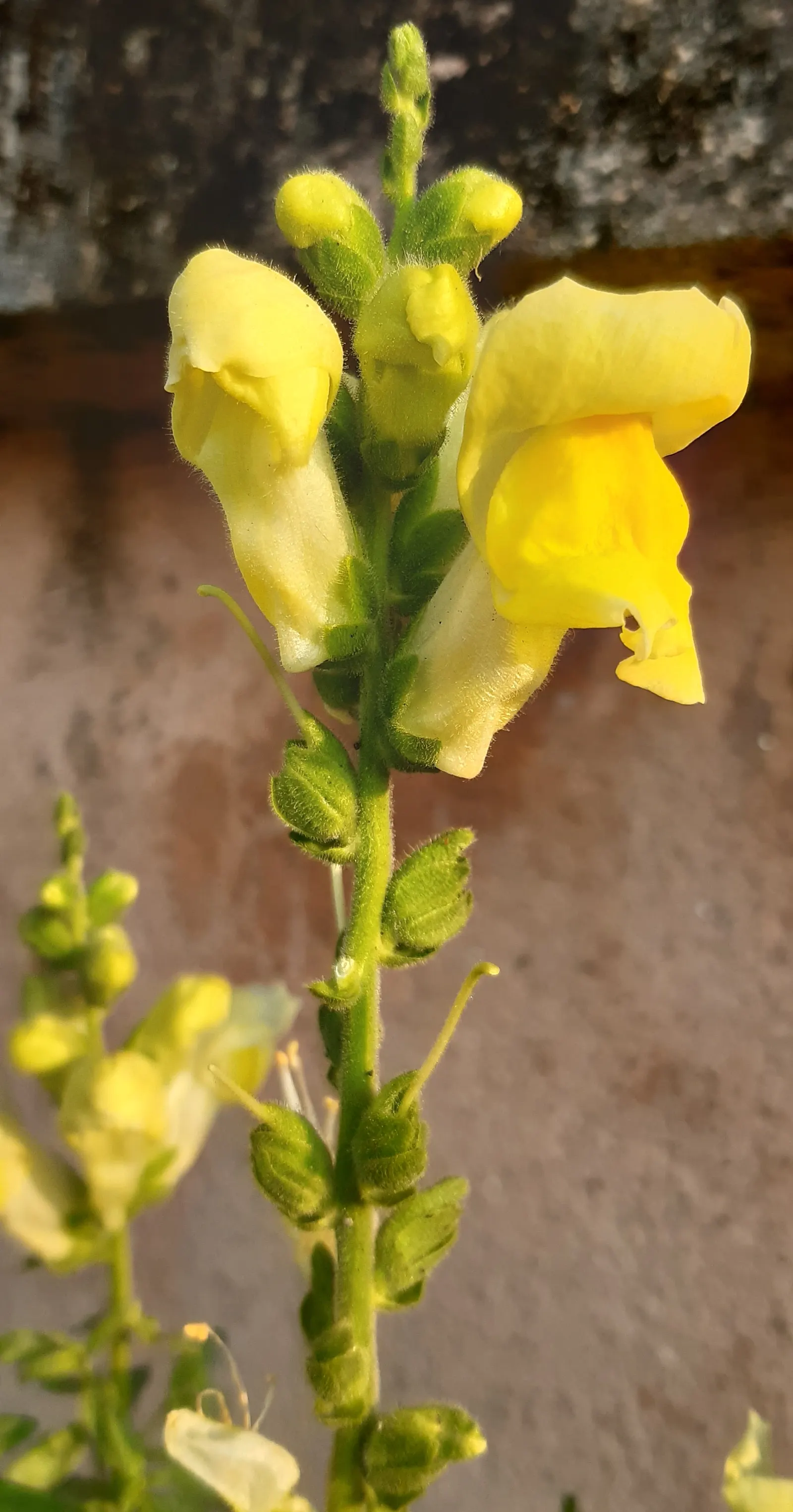 Snapdragon (Antirrhinum Majus) — Suitable for cutting gardens; when incorporating snapdragons into your landscape design, image 167