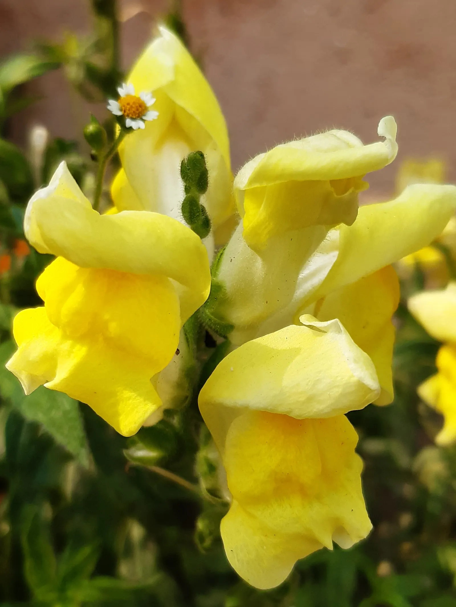 Snapdragon (Antirrhinum Majus) — For maximal flowering, fertilize with a balanced flower fertilizer and deadhead spent blooms promptly