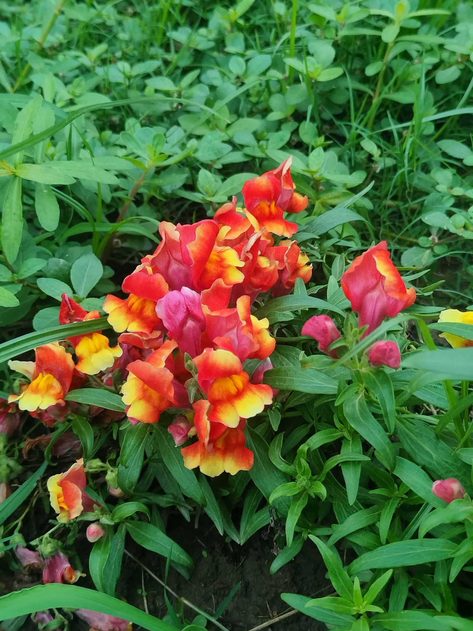 Snapdragon (Antirrhinum Majus) — snapdragons can provide a perennial-like annual presence in many gardens.<br><br>Typically; recognized for their, image 77