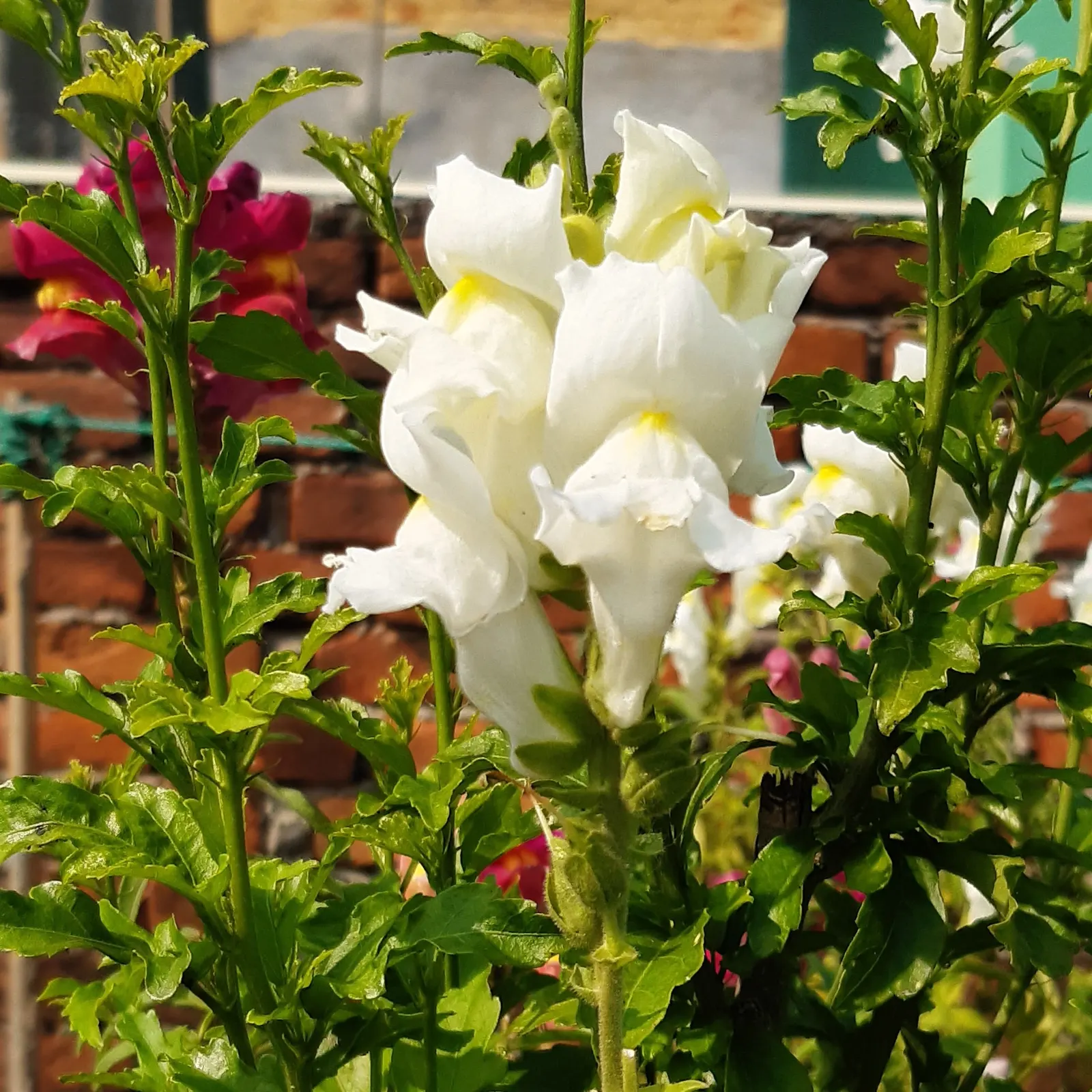 Snapdragon (Antirrhinum Majus) — with stalks densely packed with buds that bloom into an impressive display; pink flowers in the garden
