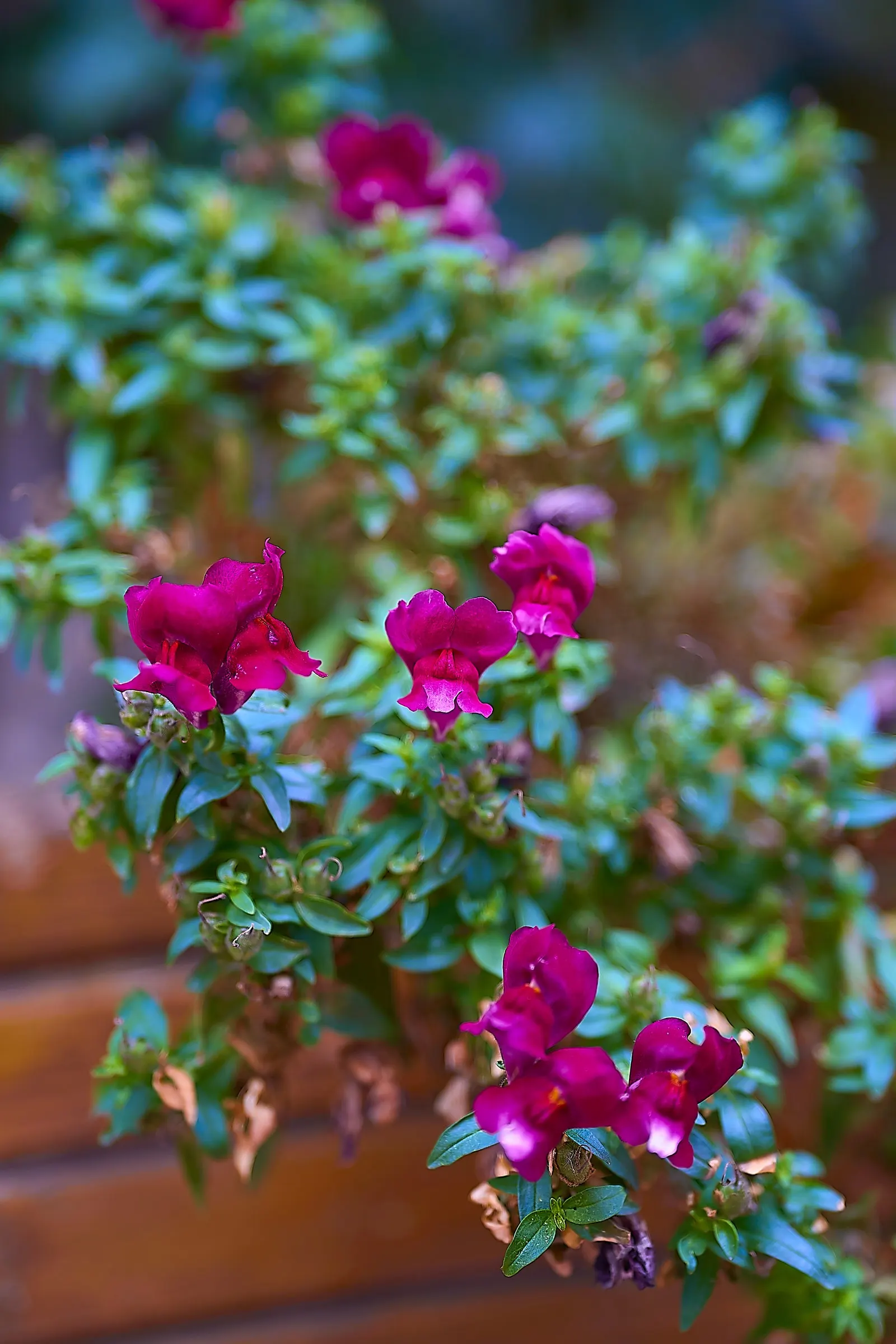 Snapdragon (Antirrhinum Majus) — They prefer cooler climates and flourish in full to partial sunlight; deadheading encourages prolonged flowering, image 149