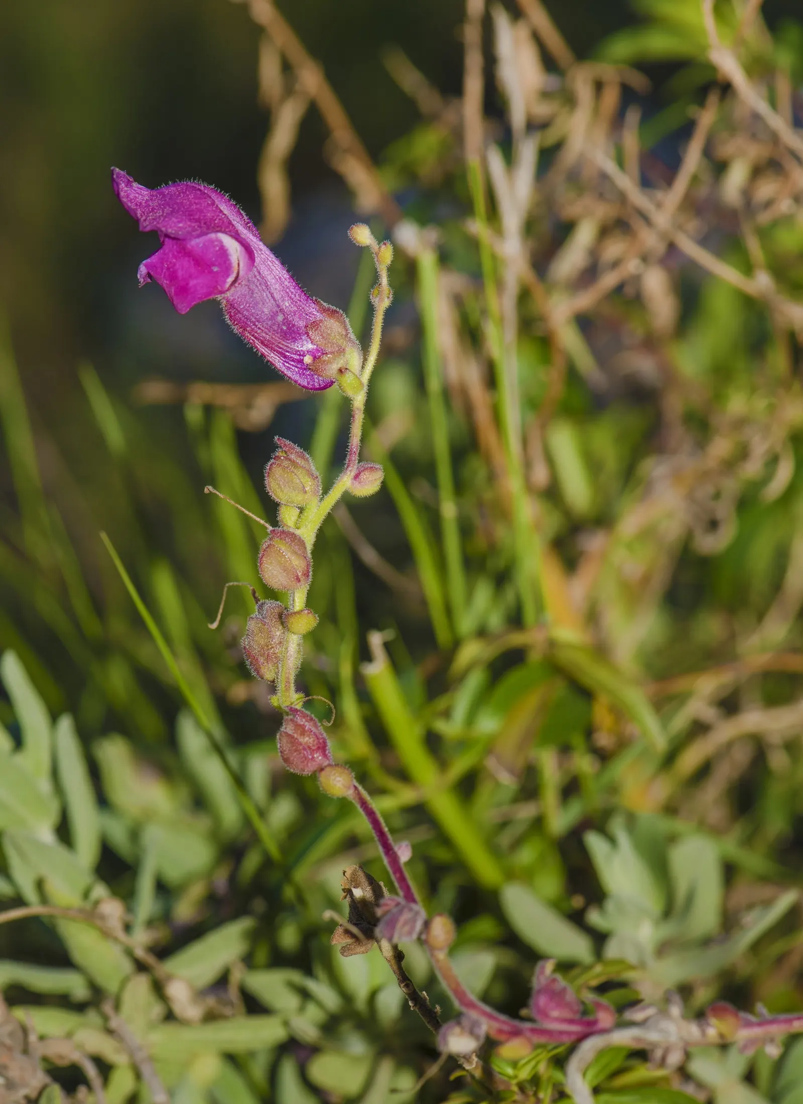 Snapdragon (Antirrhinum Majus) — annual for full or half; therefore providing a delightful duration of color and textural interest in your garden, image 92
