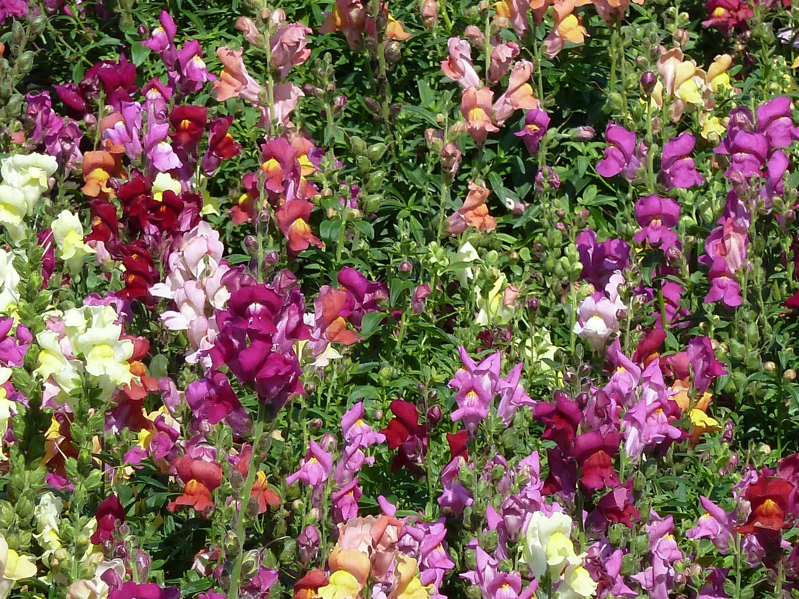 Snapdragon (Antirrhinum Majus) — therefore providing a delightful duration of color and textural interest in your garden; annual with pink blooms, image 89