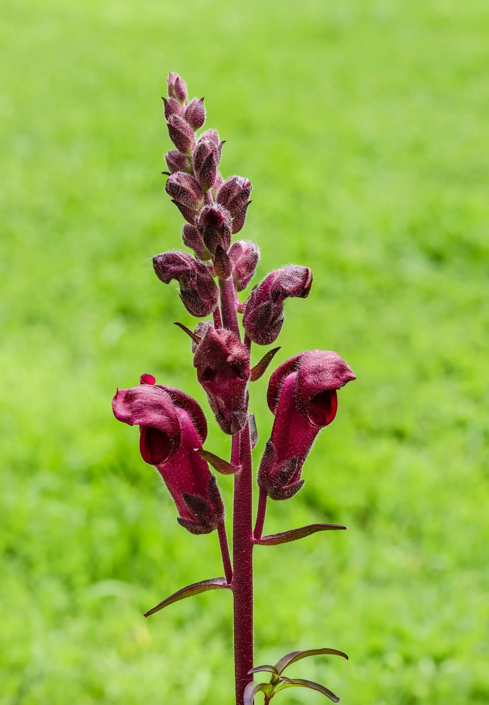 Snapdragon (Antirrhinum Majus) — extending from spring through the first frost; each variant presents a striking addition to any garden, with, image 111