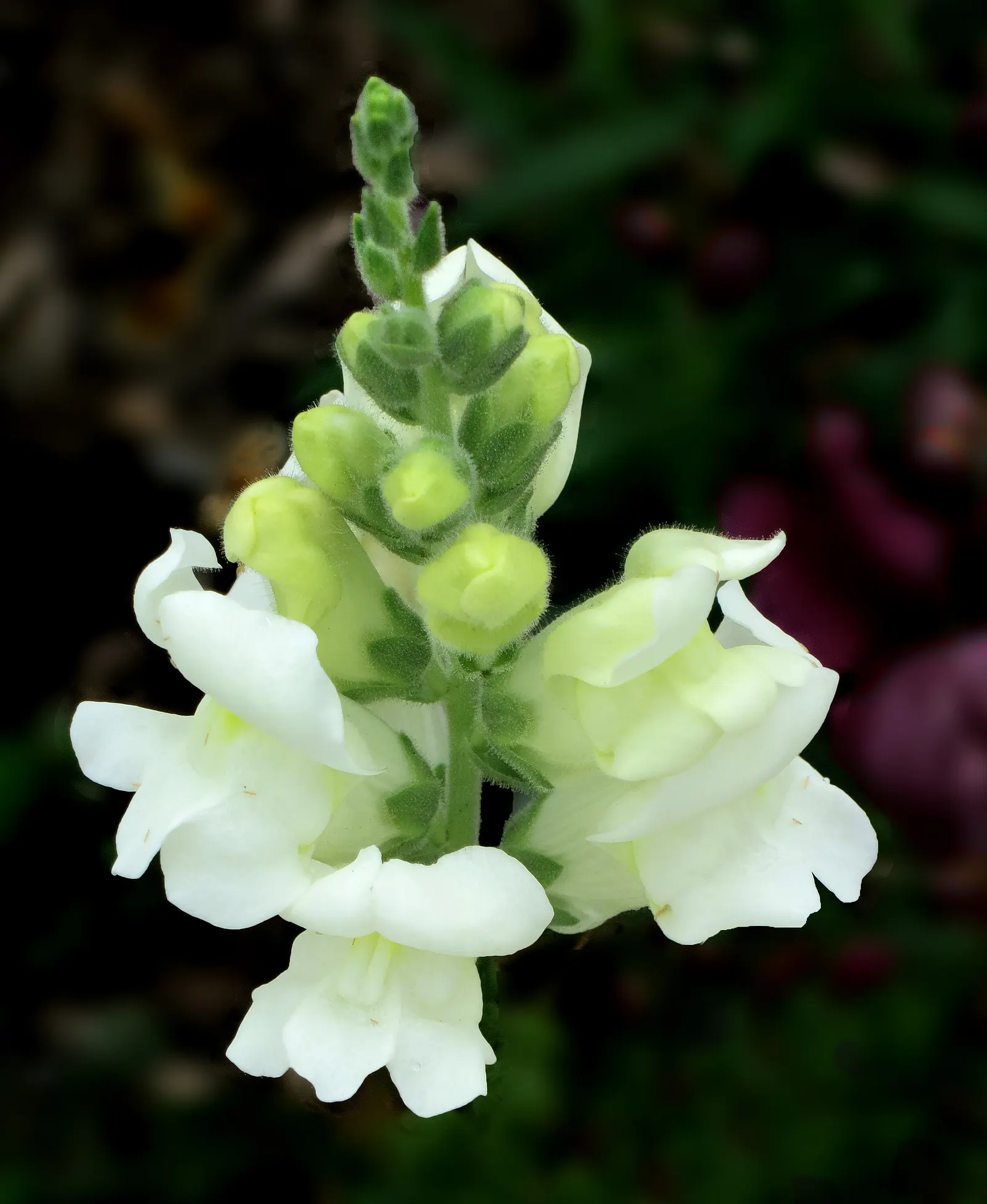 Snapdragon (Antirrhinum Majus) — This encourages a longer blooming season; snapdragons can provide a perennial-like annual presence in many