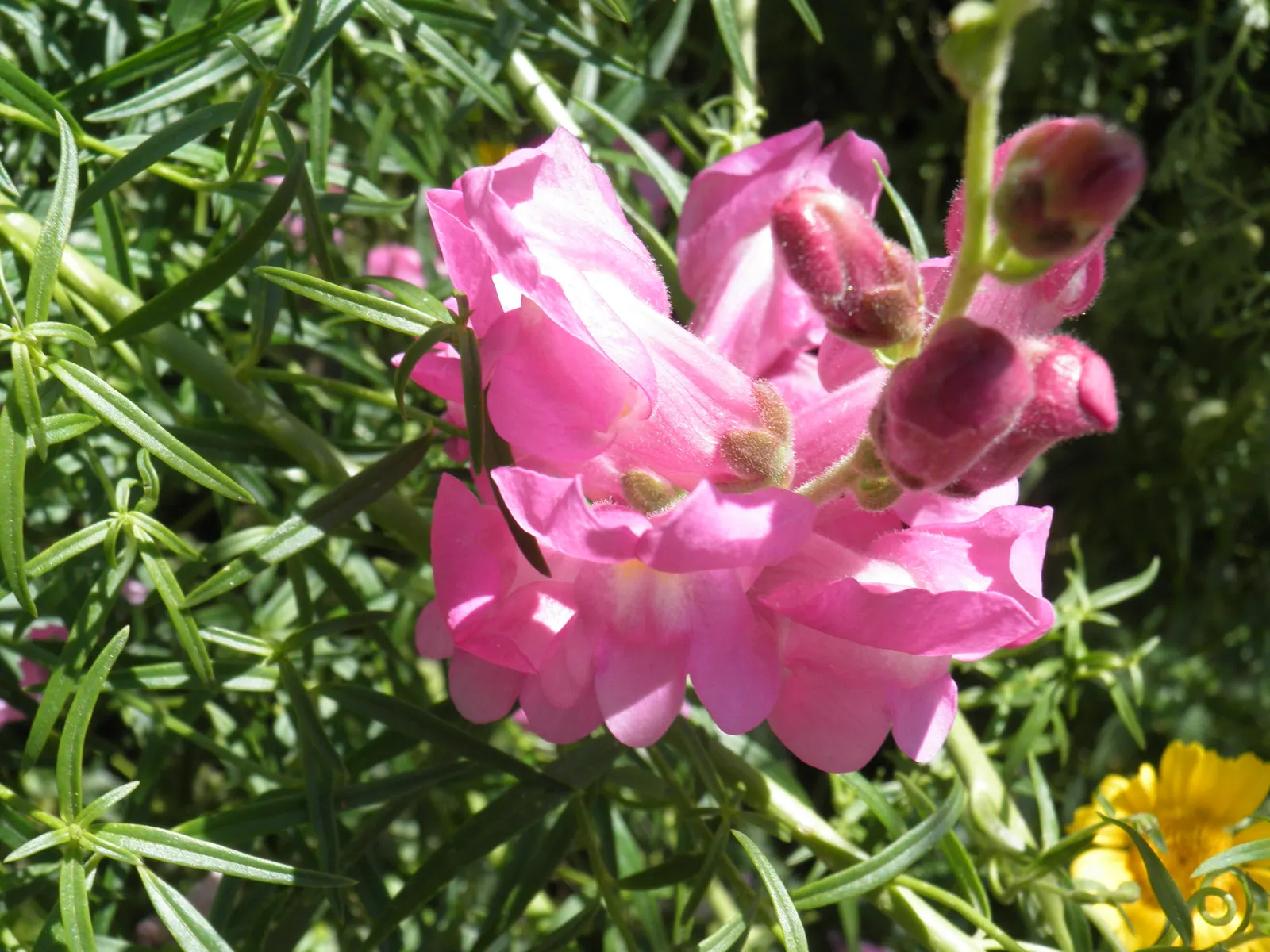 Snapdragon (Antirrhinum Majus) — For maximal flowering, fertilize with a balanced flower fertilizer and deadhead spent blooms promptly; antirrhinum, image 155