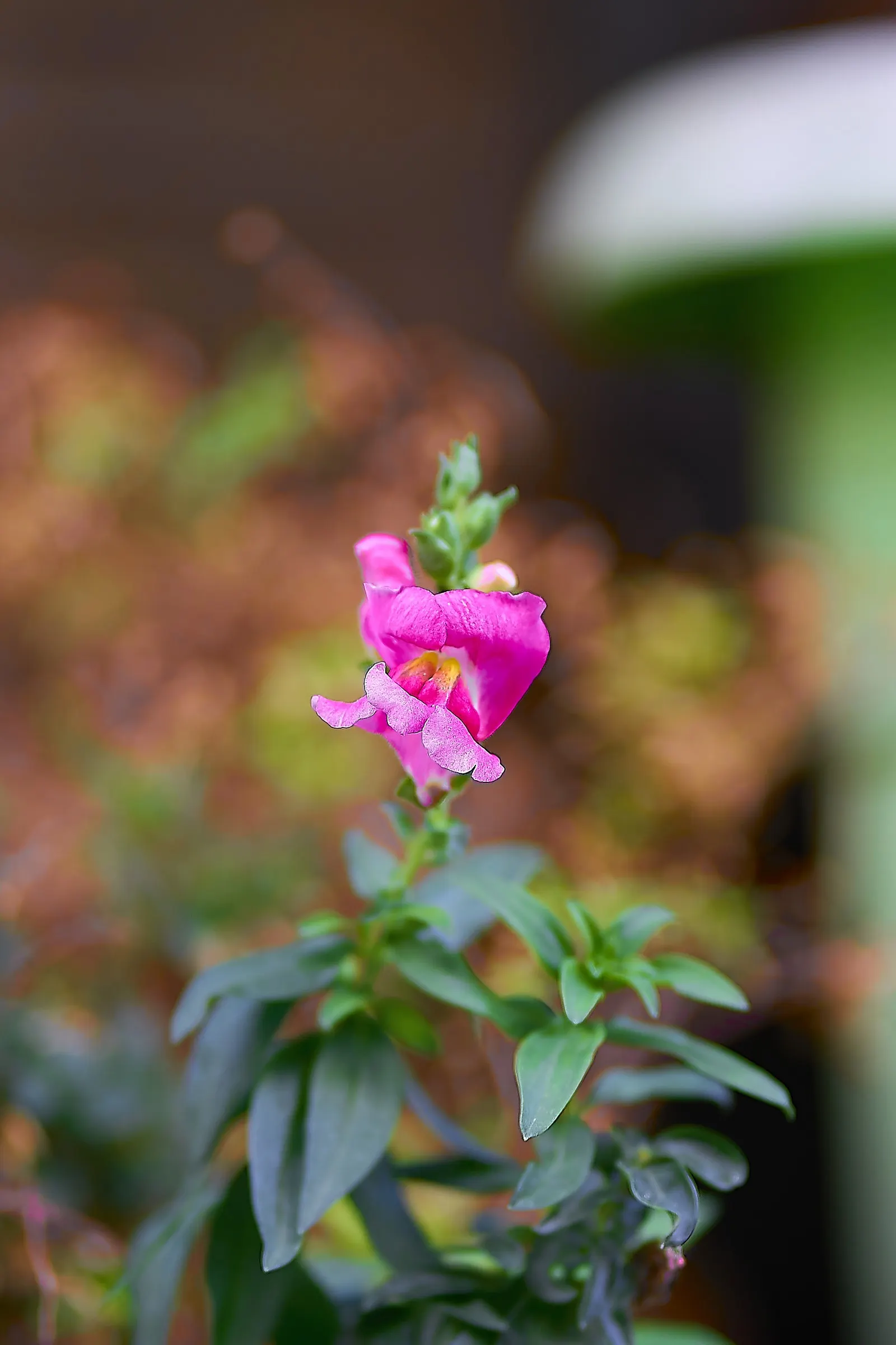 Snapdragon (Antirrhinum Majus) — Snapdragon prefers full sun to partial shade and well-drained soil; this encourages a longer blooming season, image 164