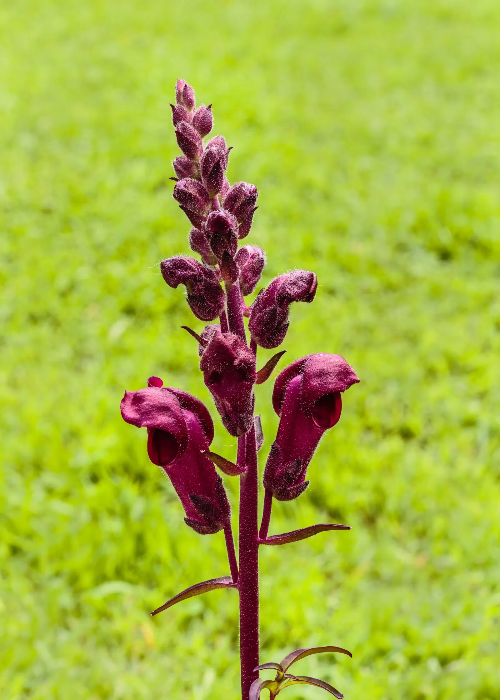 Snapdragon (Antirrhinum Majus) — It is important to select a site with well-drained soil; extending from spring through the first frost, image 128