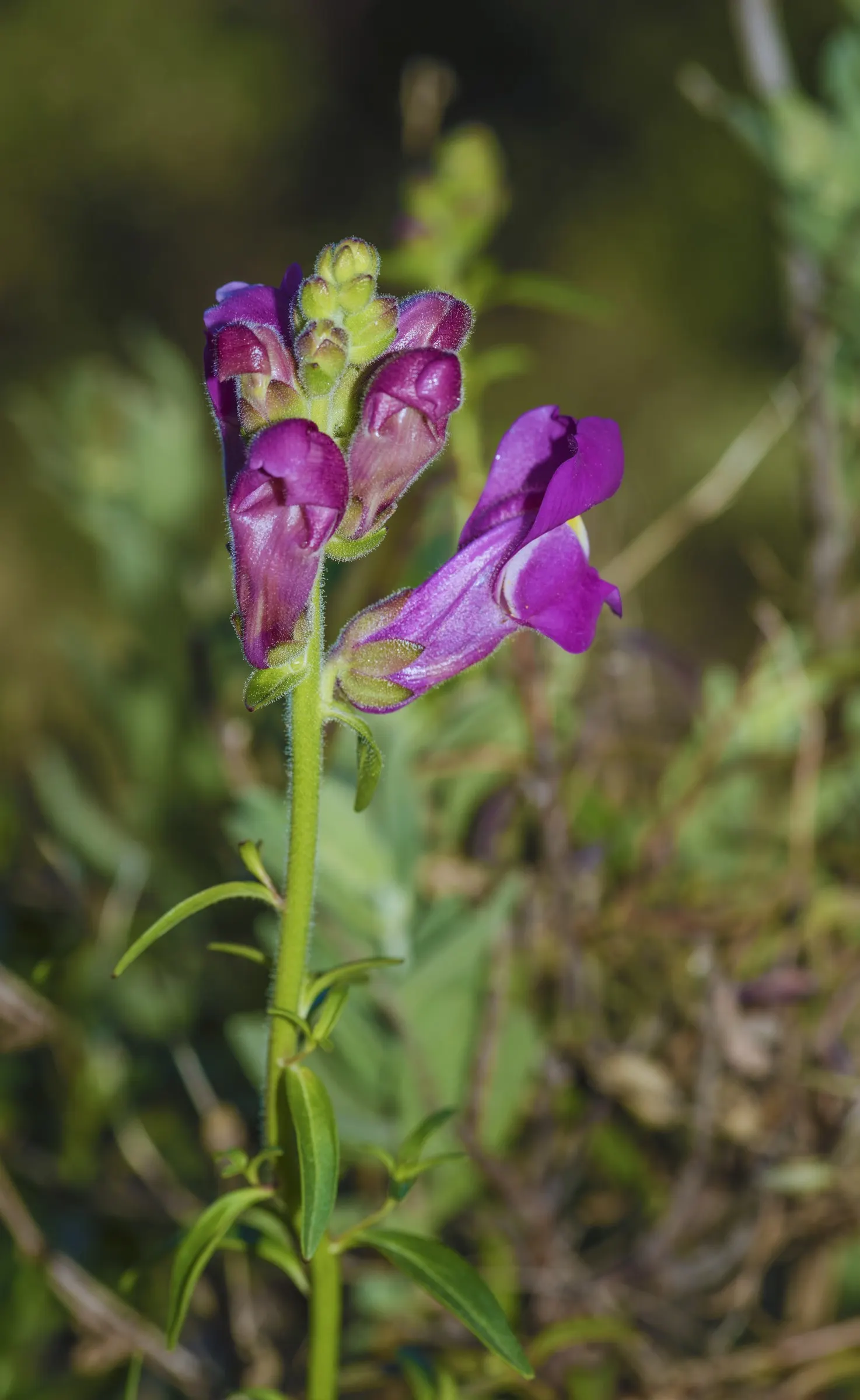 Snapdragon (Antirrhinum Majus) — with stalks densely packed with buds that bloom into an impressive display