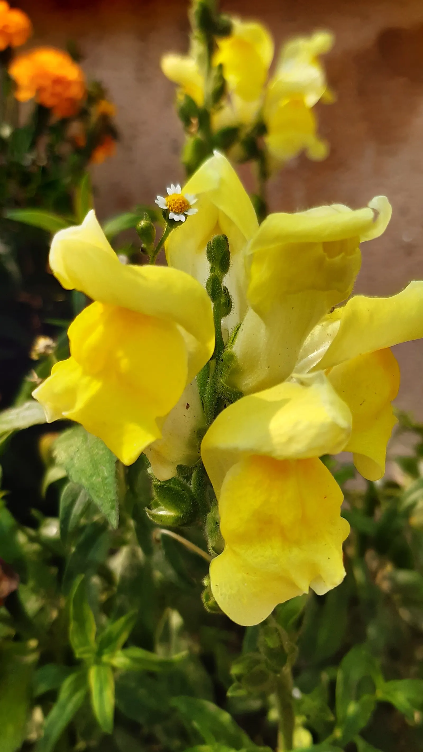 Snapdragon (Antirrhinum Majus) — snapdragons grow to a height of 1 to 3 feet; and tall varieties (30 to 48 inches), image 78