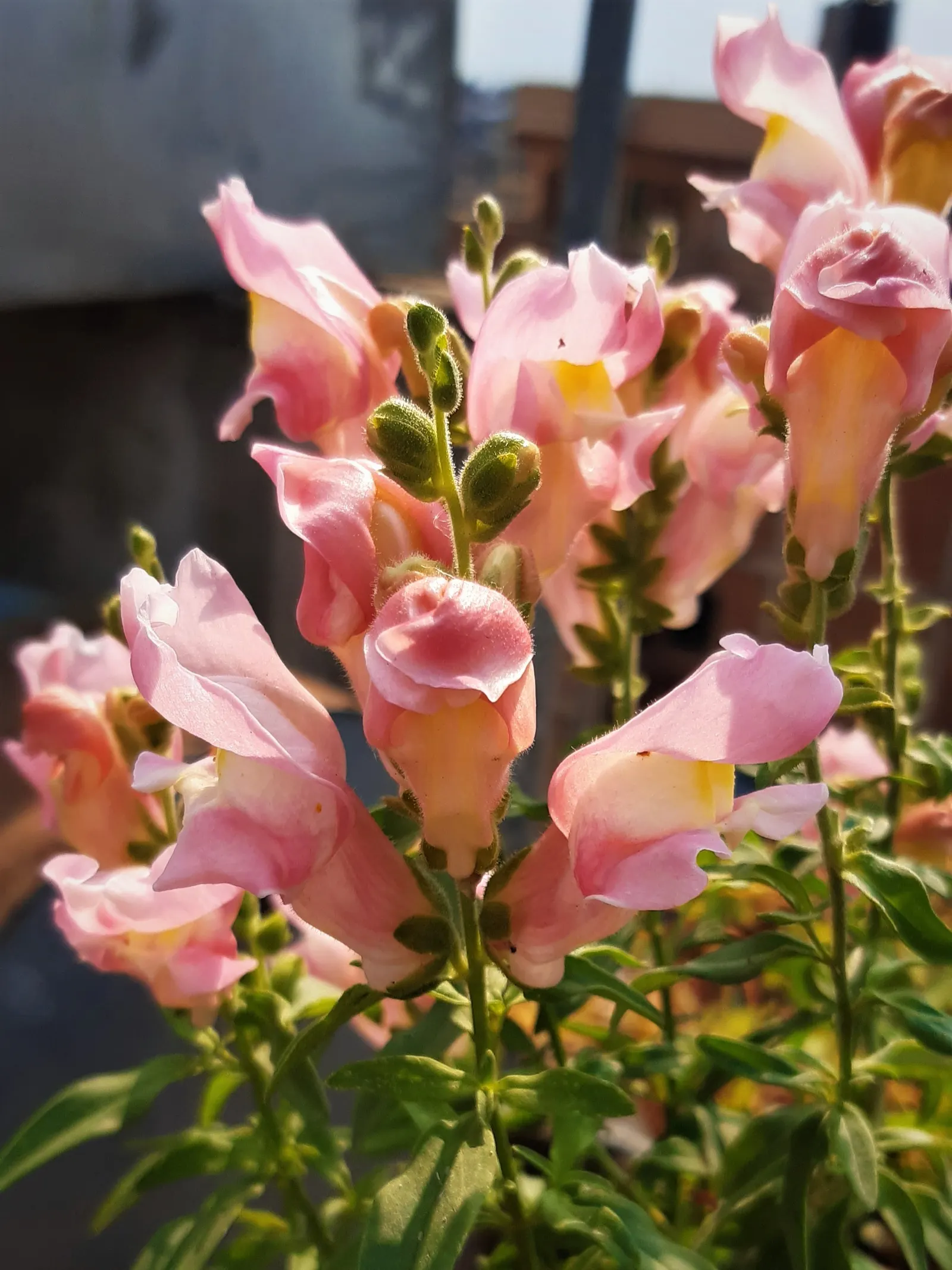 Snapdragon (Antirrhinum Majus) — For maximal flowering, fertilize with a balanced flower fertilizer and deadhead spent blooms promptly; antirrhinum, image 178