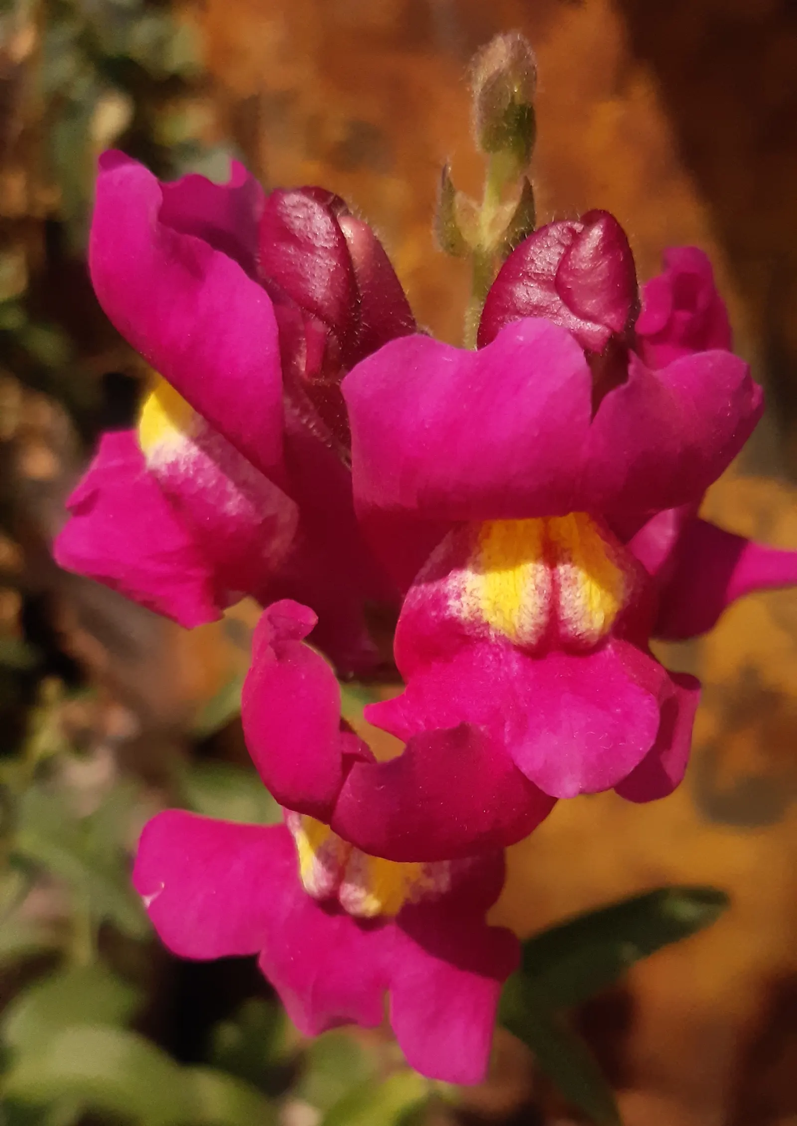 Snapdragon (Antirrhinum Majus) — annual with pink blooms; it is important to select a site with well-drained soil, image 137
