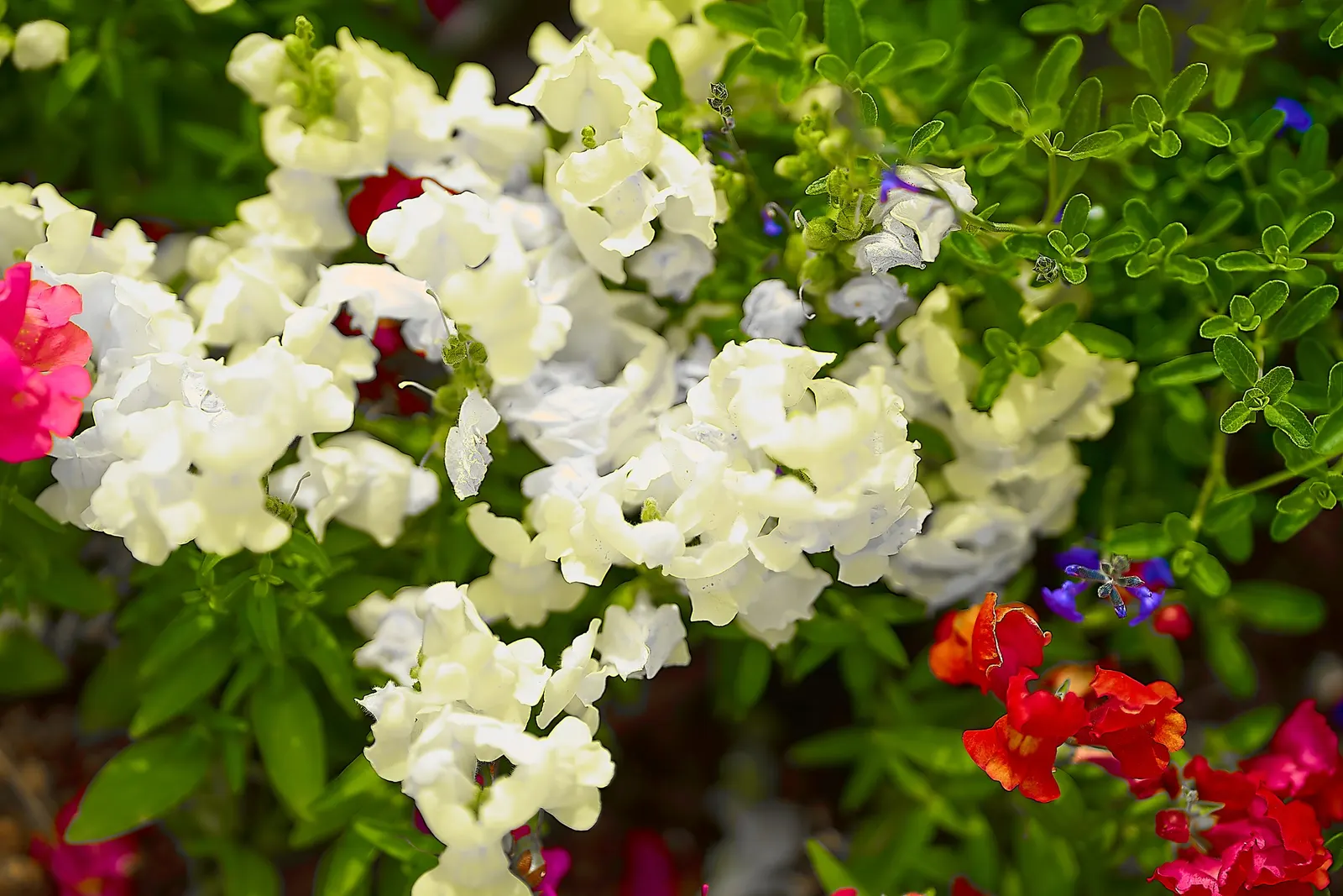 Snapdragon (Antirrhinum Majus) — It is important to select a site with well-drained soil; extending from spring through the first frost, image 174