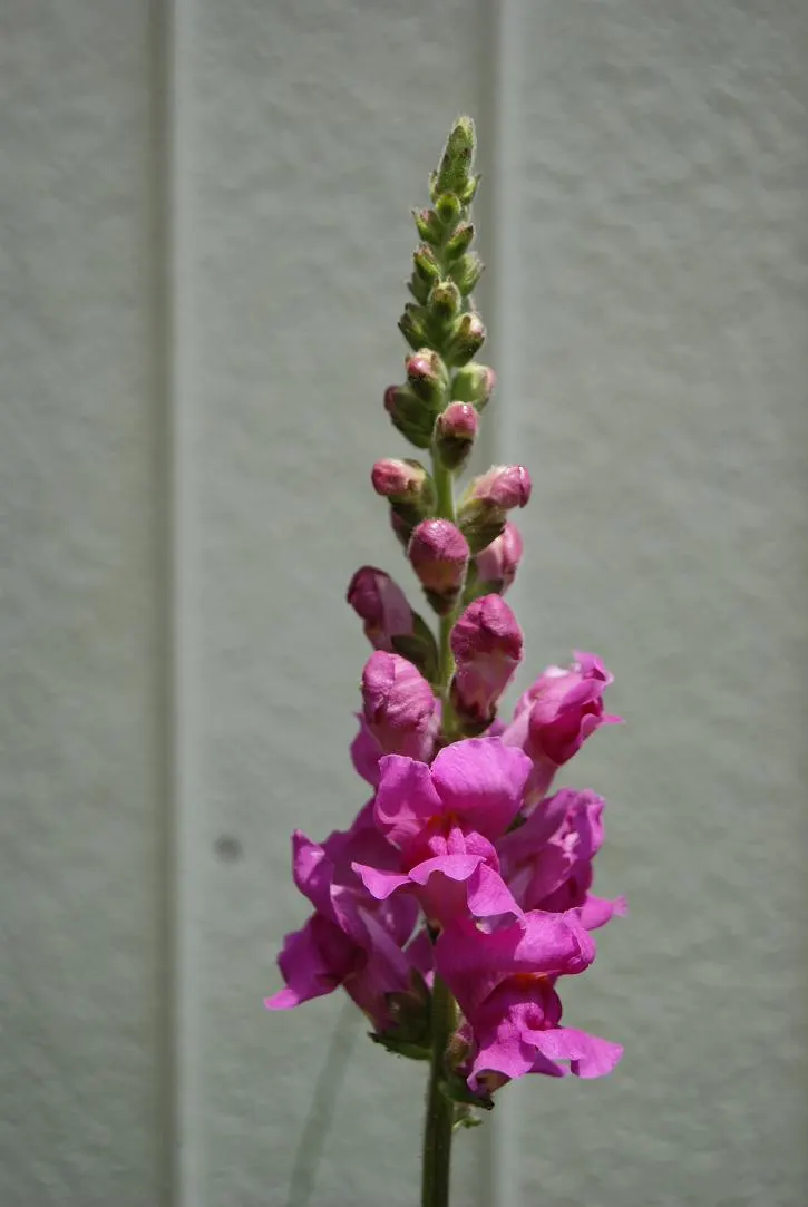 Snapdragon (Antirrhinum Majus) — Deadheading encourages prolonged flowering; snapdragons grow to a height of 1 to 3 feet