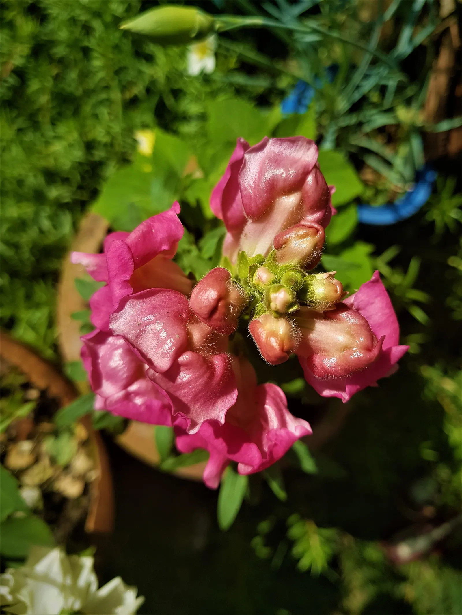 Snapdragon (Antirrhinum Majus) — When incorporating snapdragons into your landscape design
