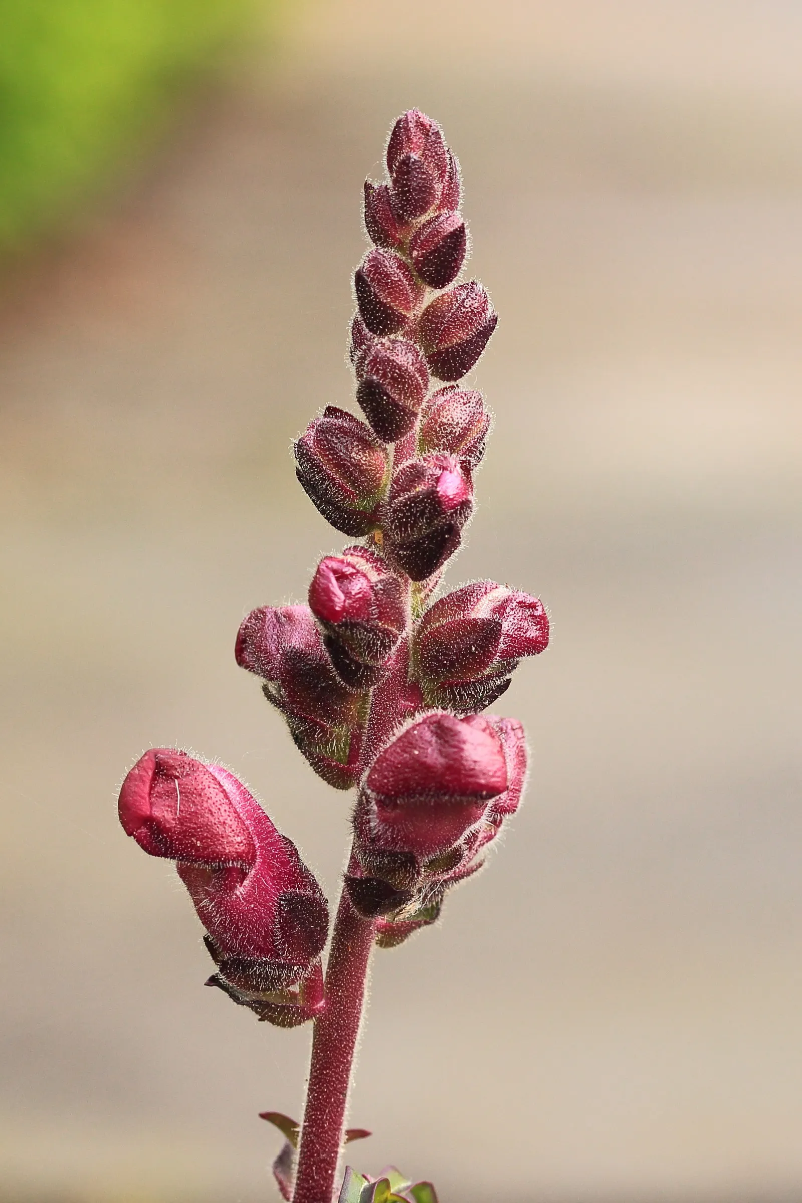Snapdragon (Antirrhinum Majus) — annual for full or half; therefore providing a delightful duration of color and textural interest in your garden, image 138