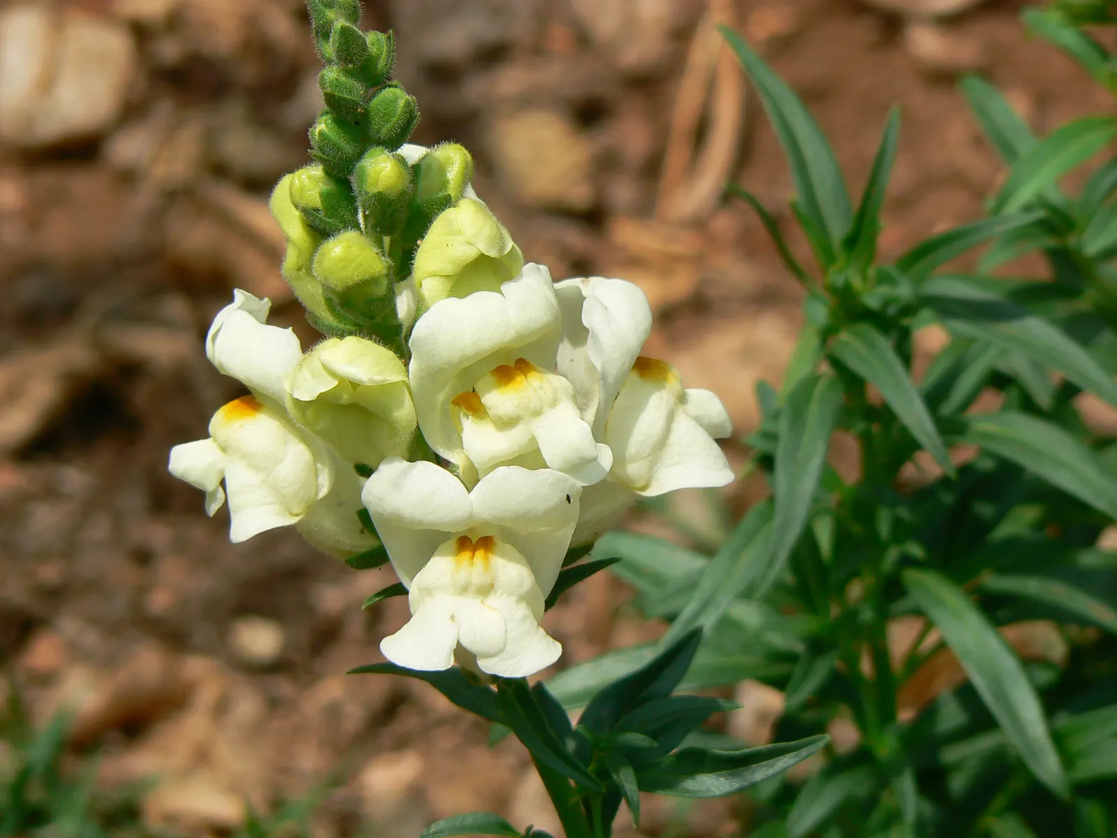 Snapdragon (Antirrhinum Majus) — Recognized for their capability to reseed; annual for full or half, image 76