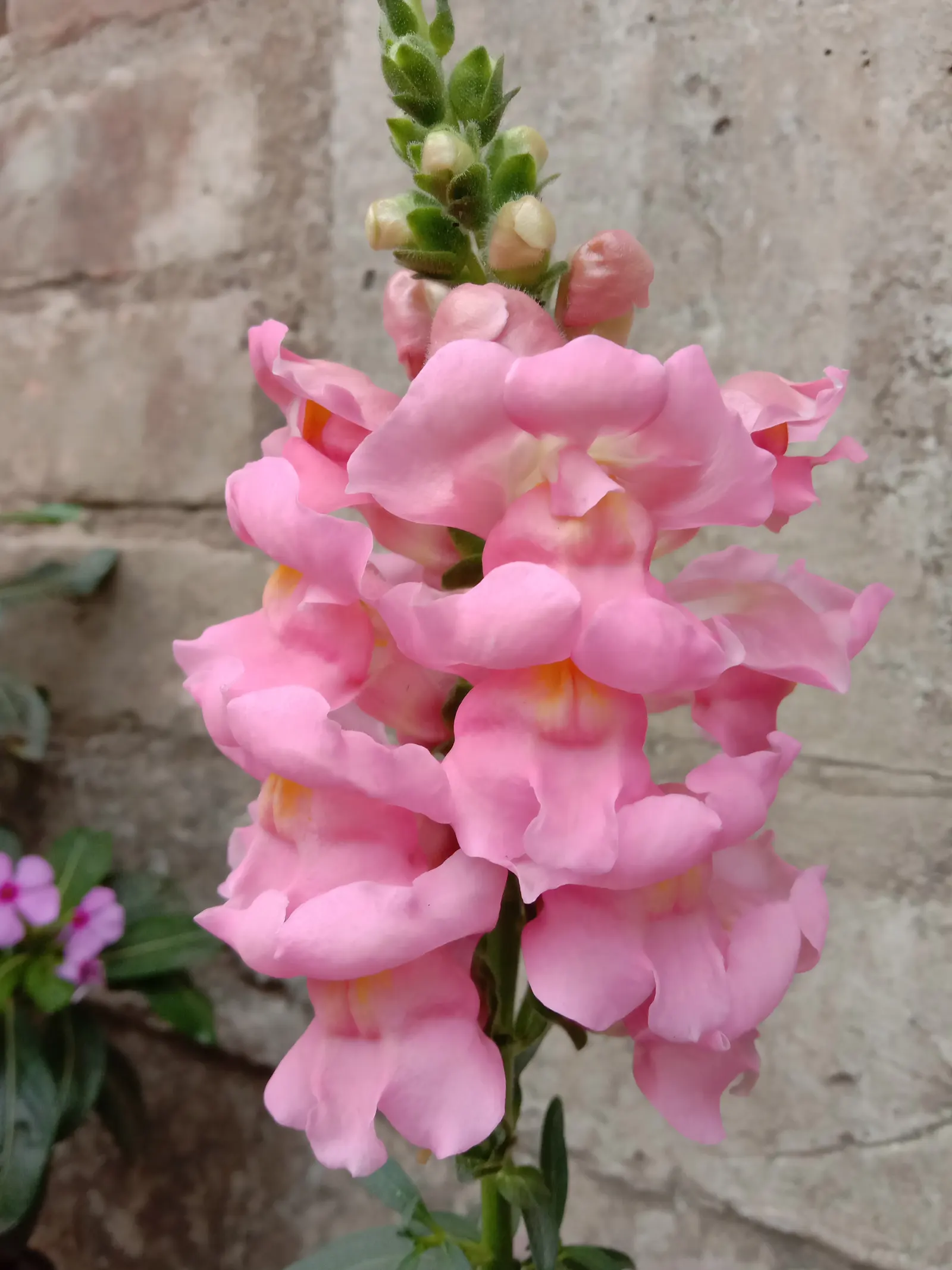 Snapdragon (Antirrhinum Majus) — therefore providing a delightful duration of color and textural interest in your garden; annual with pink blooms