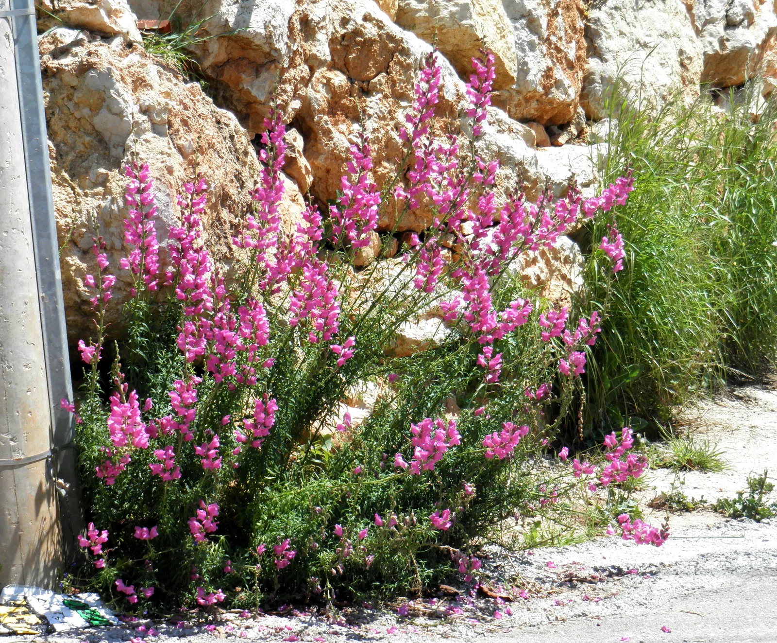 Snapdragon (Antirrhinum Majus) — This encourages a longer blooming season; snapdragons can provide a perennial-like annual presence in many, image 110
