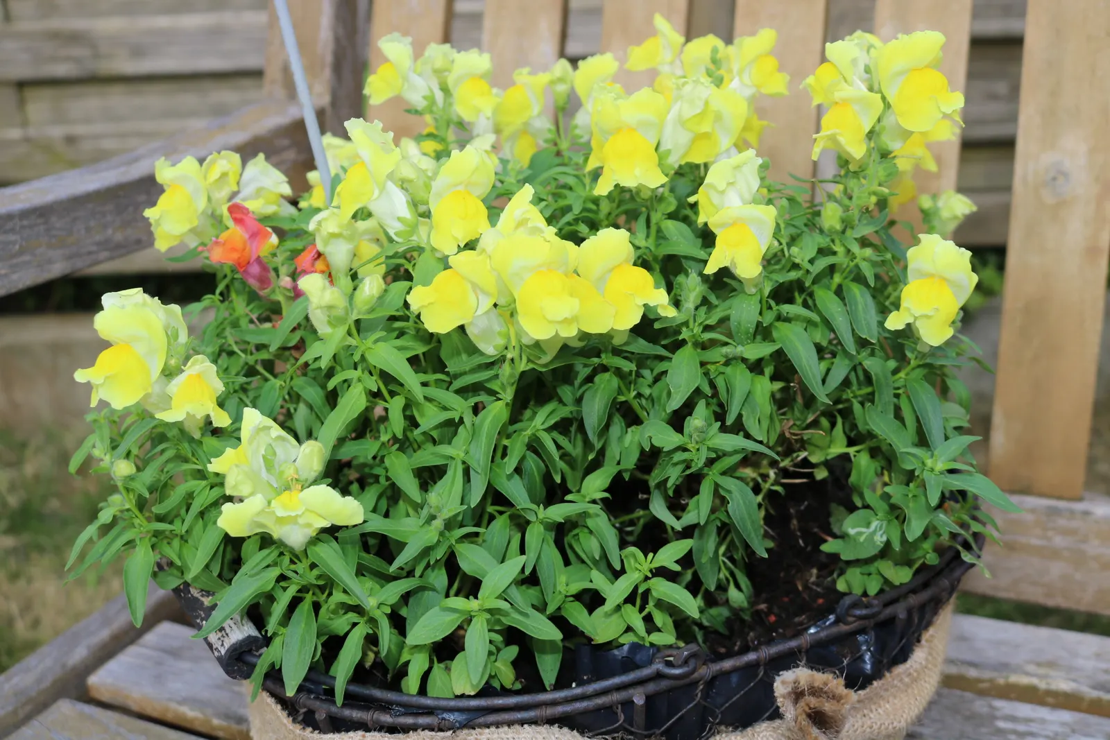 Snapdragon (Antirrhinum Majus) — annual with pink blooms; it is important to select a site with well-drained soil