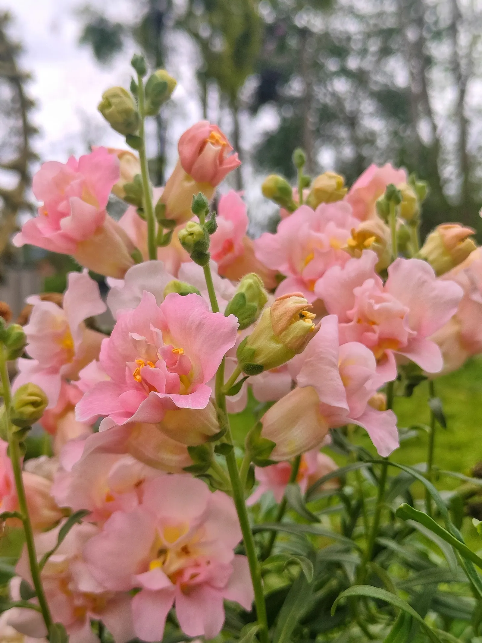 Snapdragon (Antirrhinum Majus) — It features tubular, two-lipped flowers in a variety of hues and can reach 1-3 feet in height; they prefer cooler, image 94