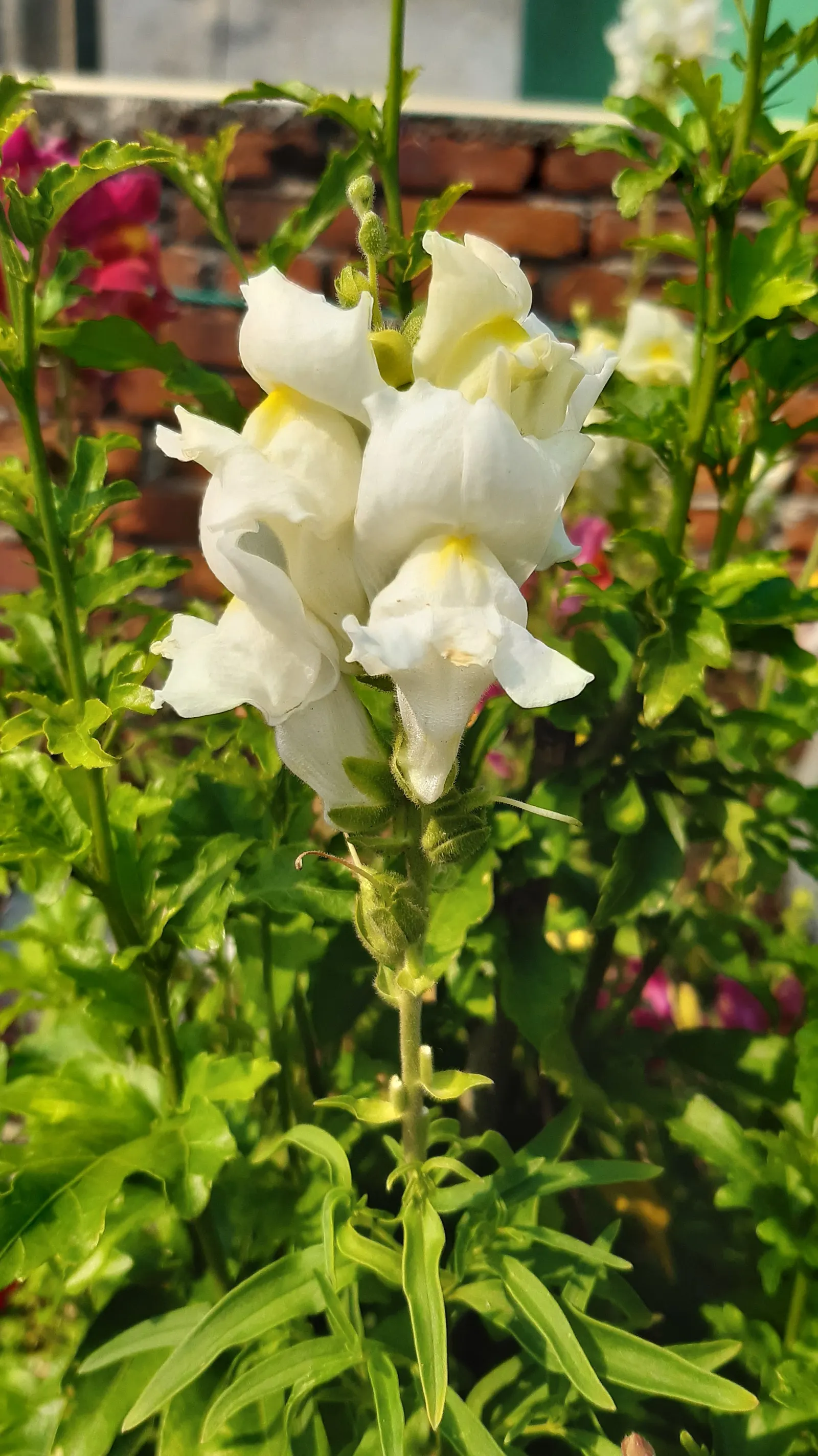 Snapdragon (Antirrhinum Majus) — with stalks densely packed with buds that bloom into an impressive display; pink flowers in the garden, image 125