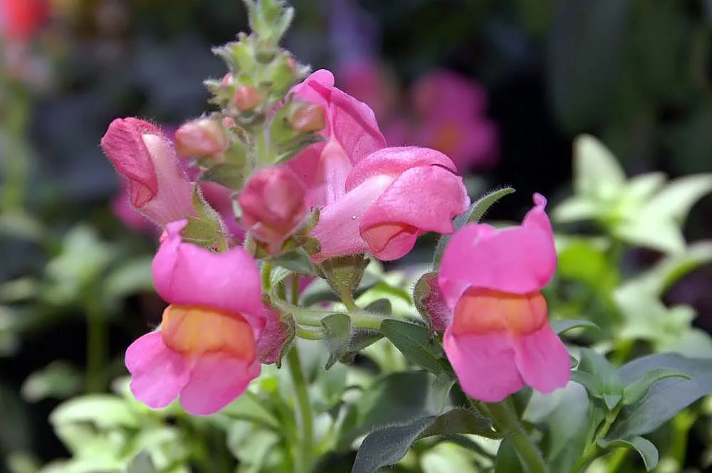 Snapdragon (Antirrhinum Majus) — annual for full or half; therefore providing a delightful duration of color and textural interest in your garden, image 69