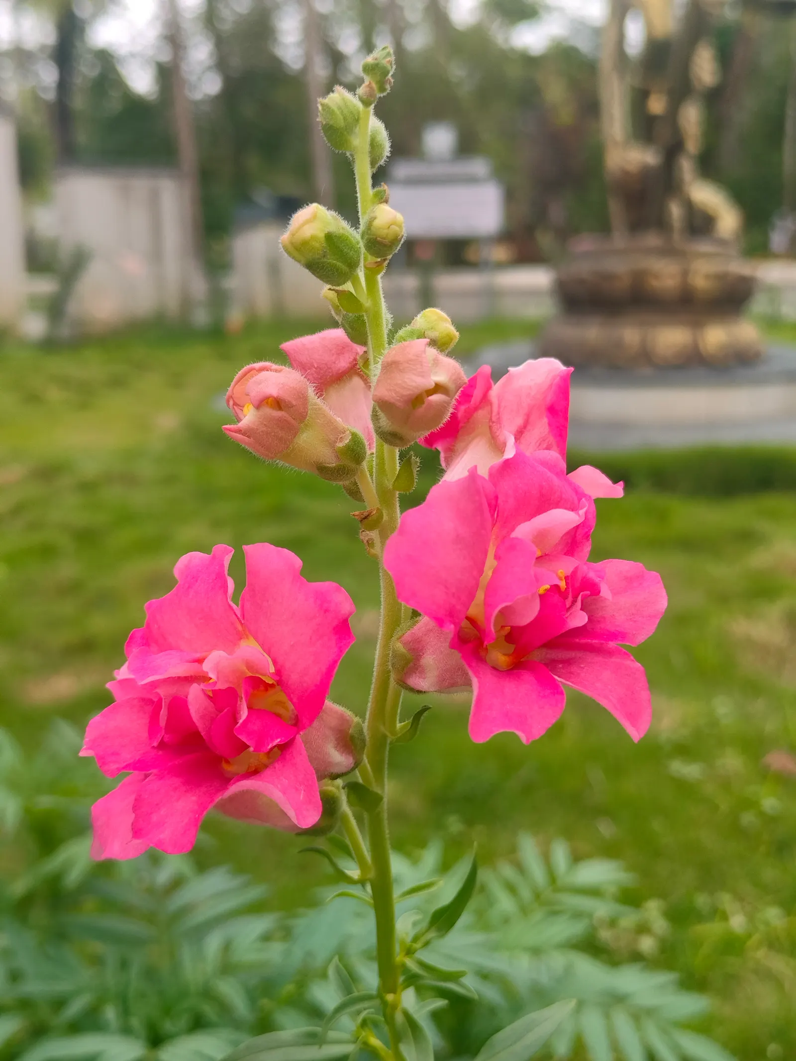 Snapdragon (Antirrhinum Majus) — It is important to select a site with well-drained soil; extending from spring through the first frost, image 59