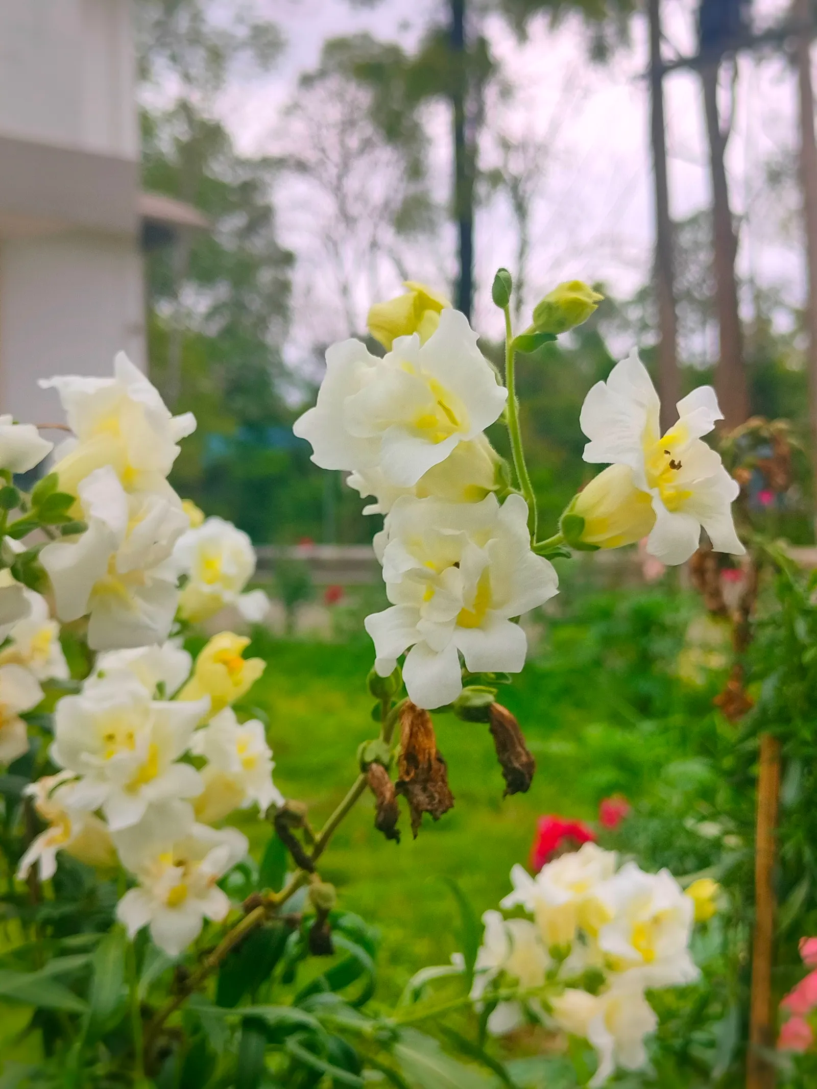 Snapdragon (Antirrhinum Majus) — Antirrhinum majus, commonly called Snapdragon, is a popular perennial often grown as an annual; blooms from late, image 116