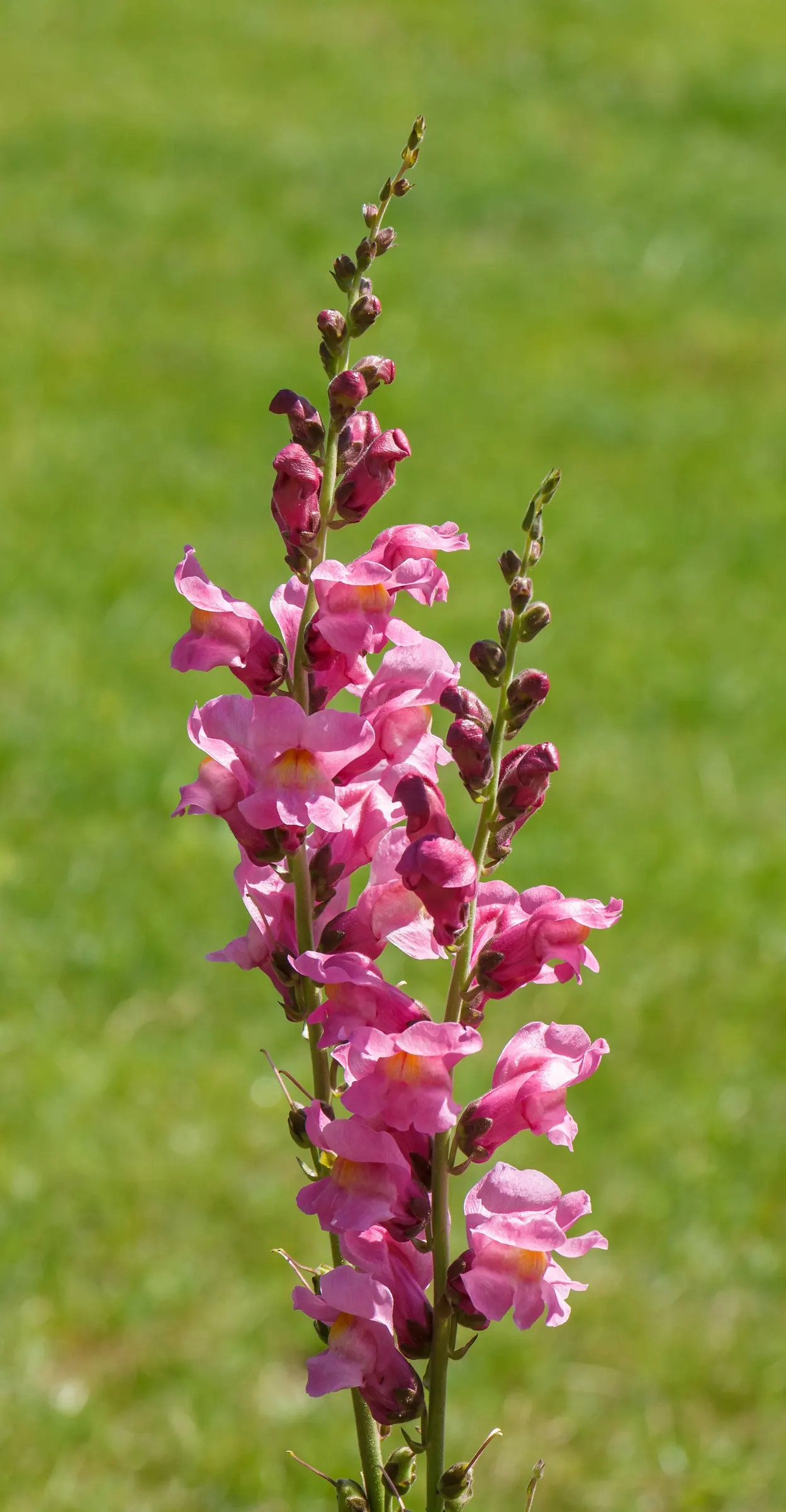 Snapdragon (Antirrhinum Majus) — snapdragons can provide a perennial-like annual presence in many gardens.<br><br>Typically; recognized for their, image 123