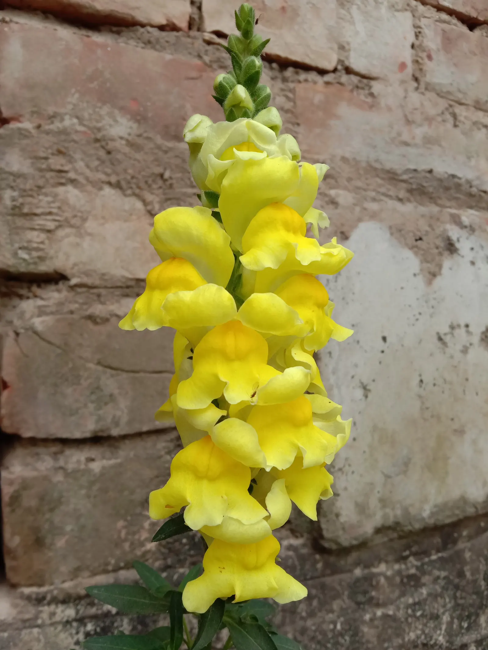 Snapdragon (Antirrhinum Majus) — snapdragons grow to a height of 1 to 3 feet; and tall varieties (30 to 48 inches), image 55