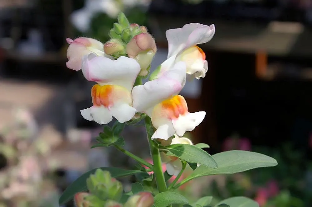 Snapdragon (Antirrhinum Majus) — They prefer cooler climates and flourish in full to partial sunlight; deadheading encourages prolonged flowering, image 57