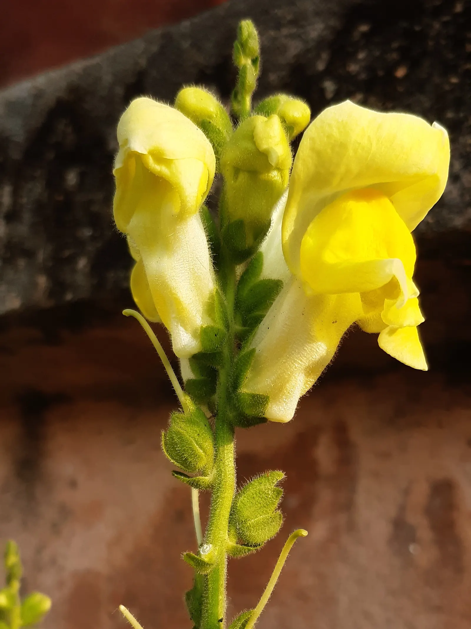 Snapdragon (Antirrhinum Majus) — annual for full or half