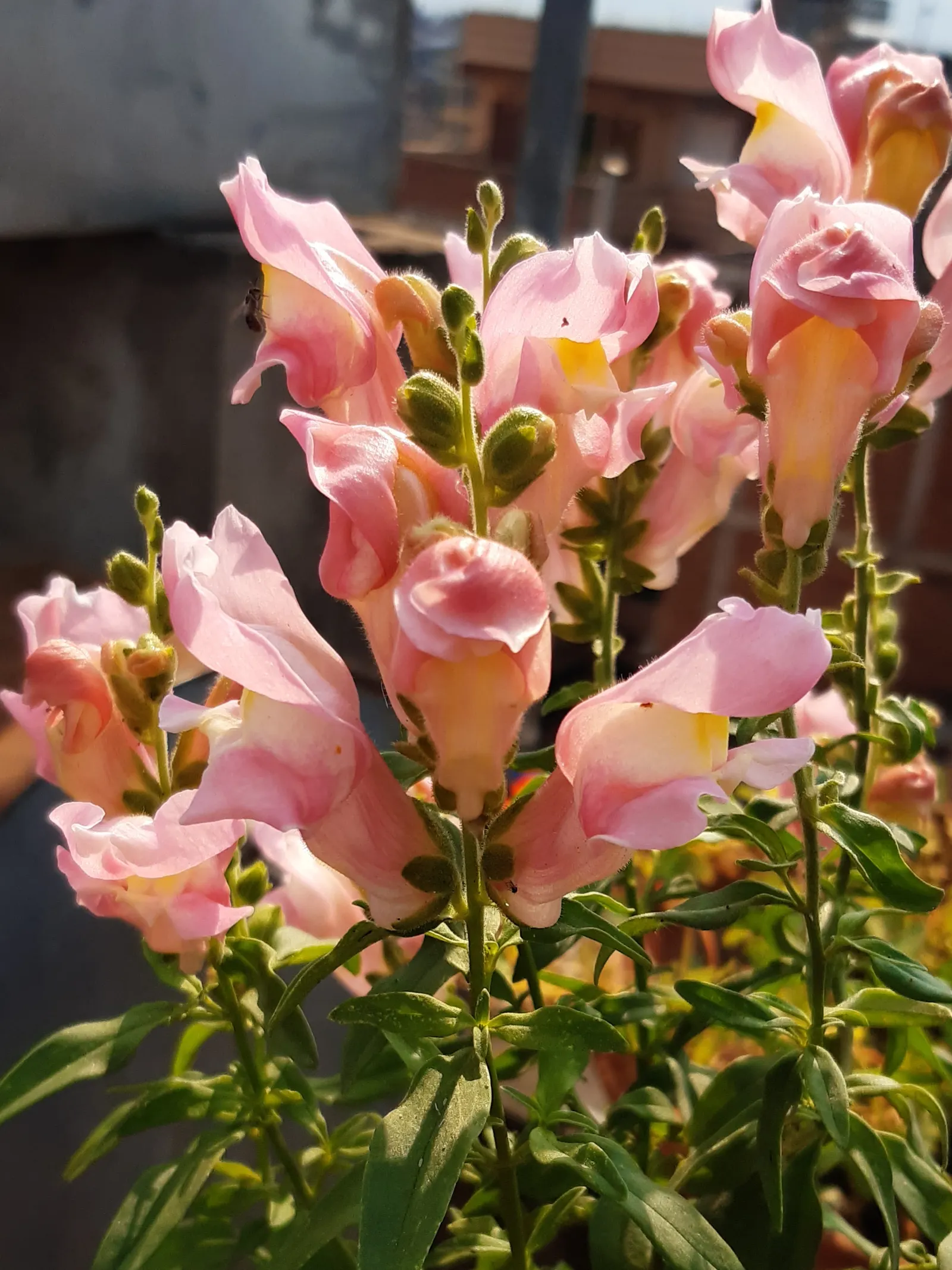 Snapdragon (Antirrhinum Majus) — annual for full or half; therefore providing a delightful duration of color and textural interest in your garden, image 161