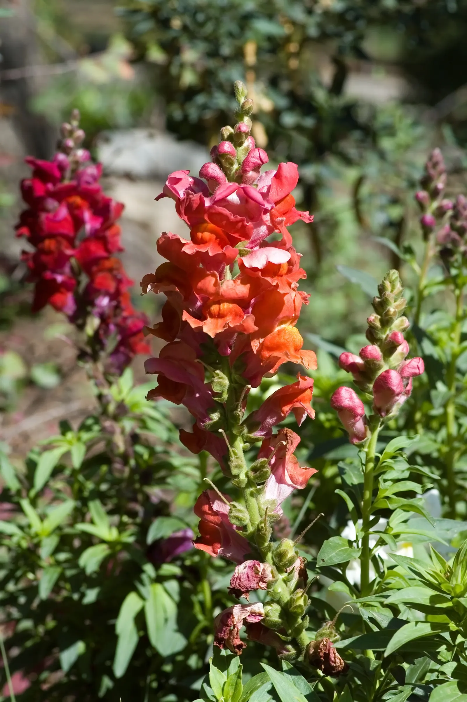 Snapdragon (Antirrhinum Majus) — with stalks densely packed with buds that bloom into an impressive display; pink flowers in the garden, image 79