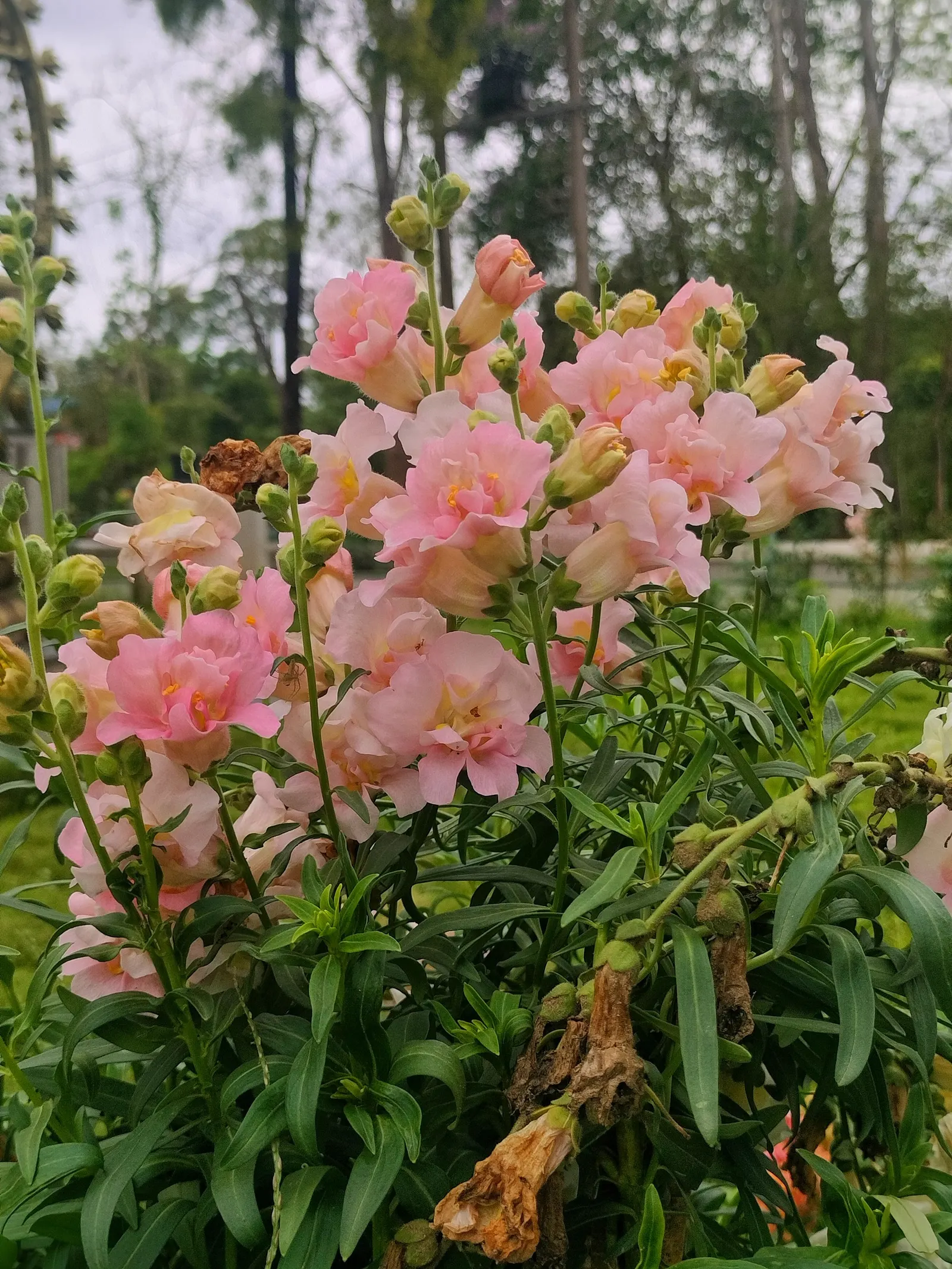 Snapdragon (Antirrhinum Majus) — snapdragons grow to a height of 1 to 3 feet; and tall varieties (30 to 48 inches)