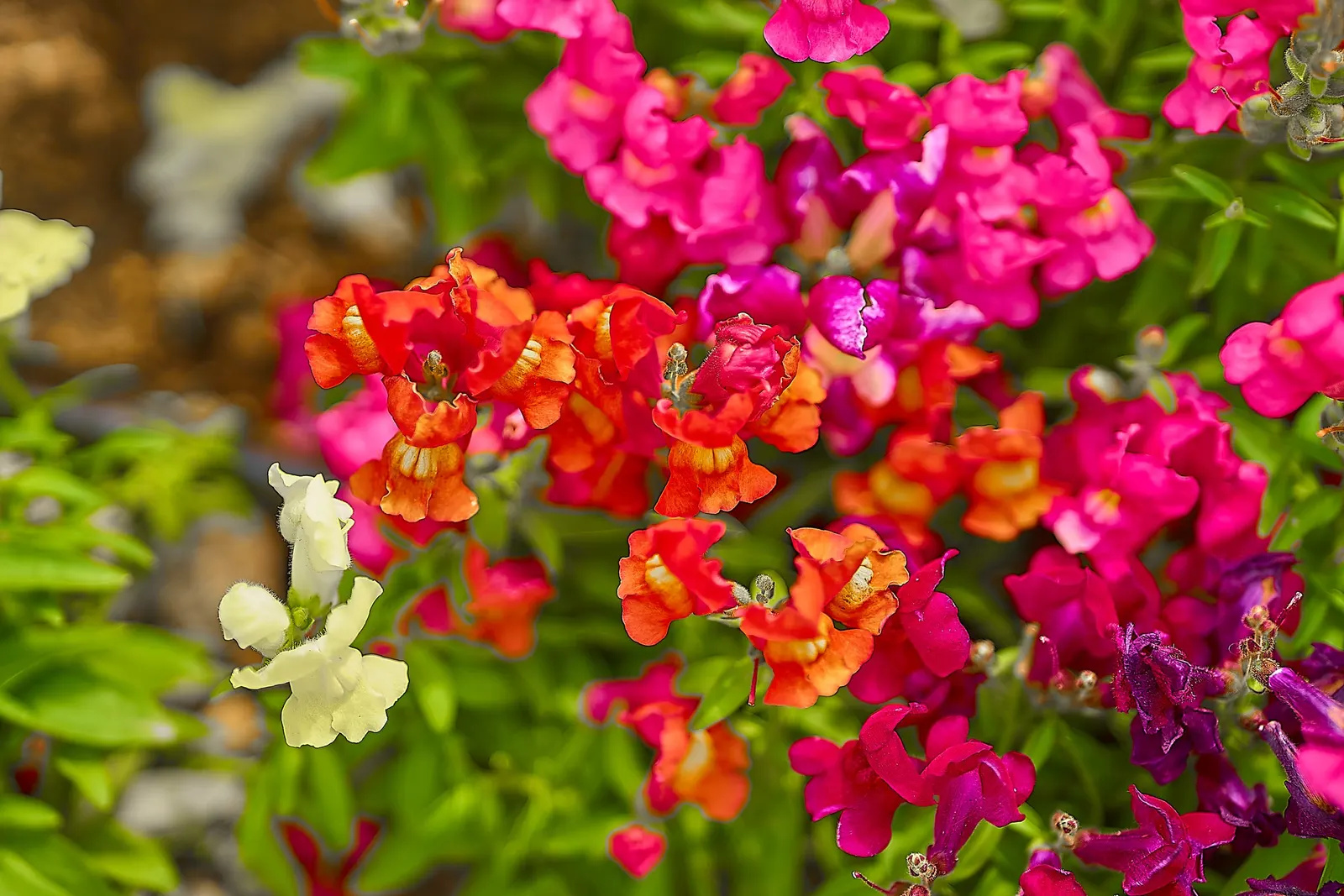 Snapdragon (Antirrhinum Majus) — and tall varieties (30 to 48 inches)