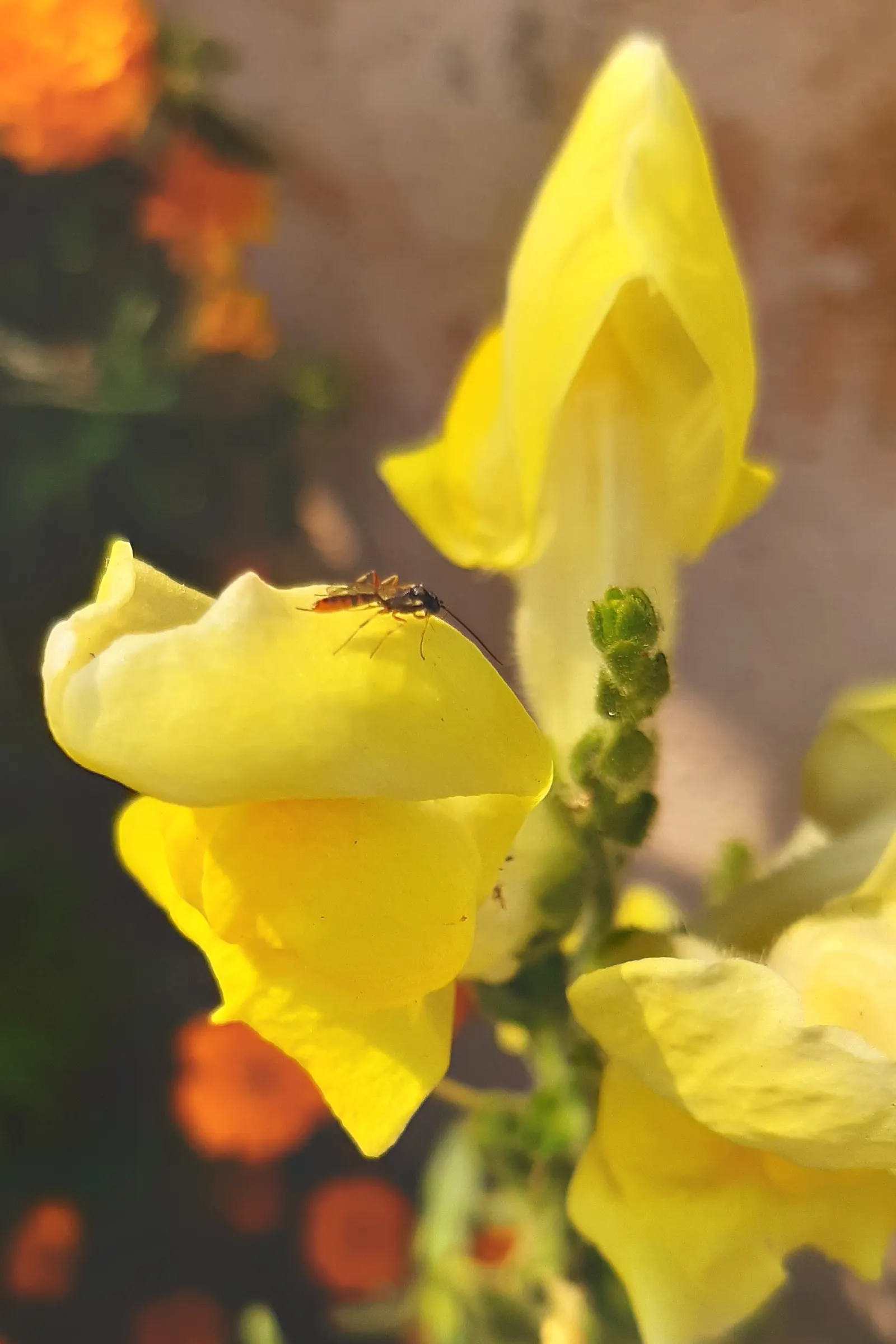 Snapdragon (Antirrhinum Majus) — requiring at least 6 hours of direct light each day
