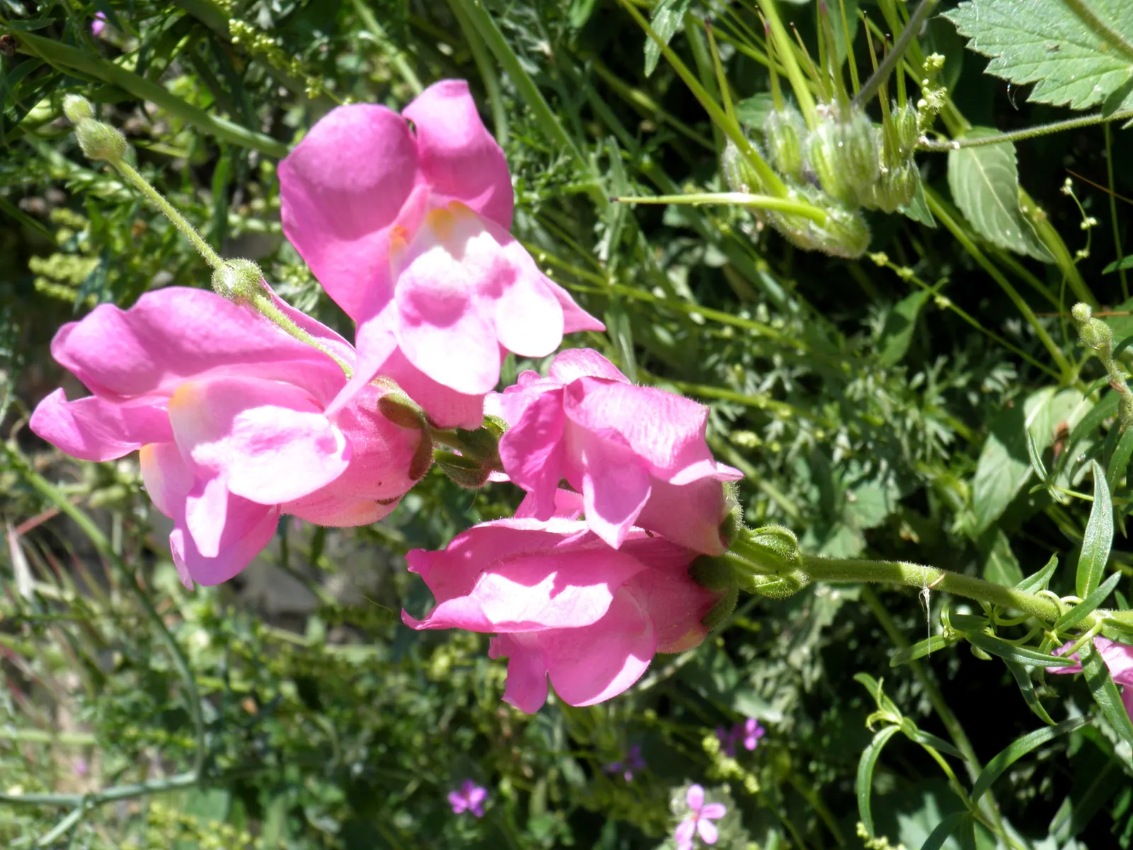 Snapdragon (Antirrhinum Majus) — For maximal flowering, fertilize with a balanced flower fertilizer and deadhead spent blooms promptly; antirrhinum, image 63