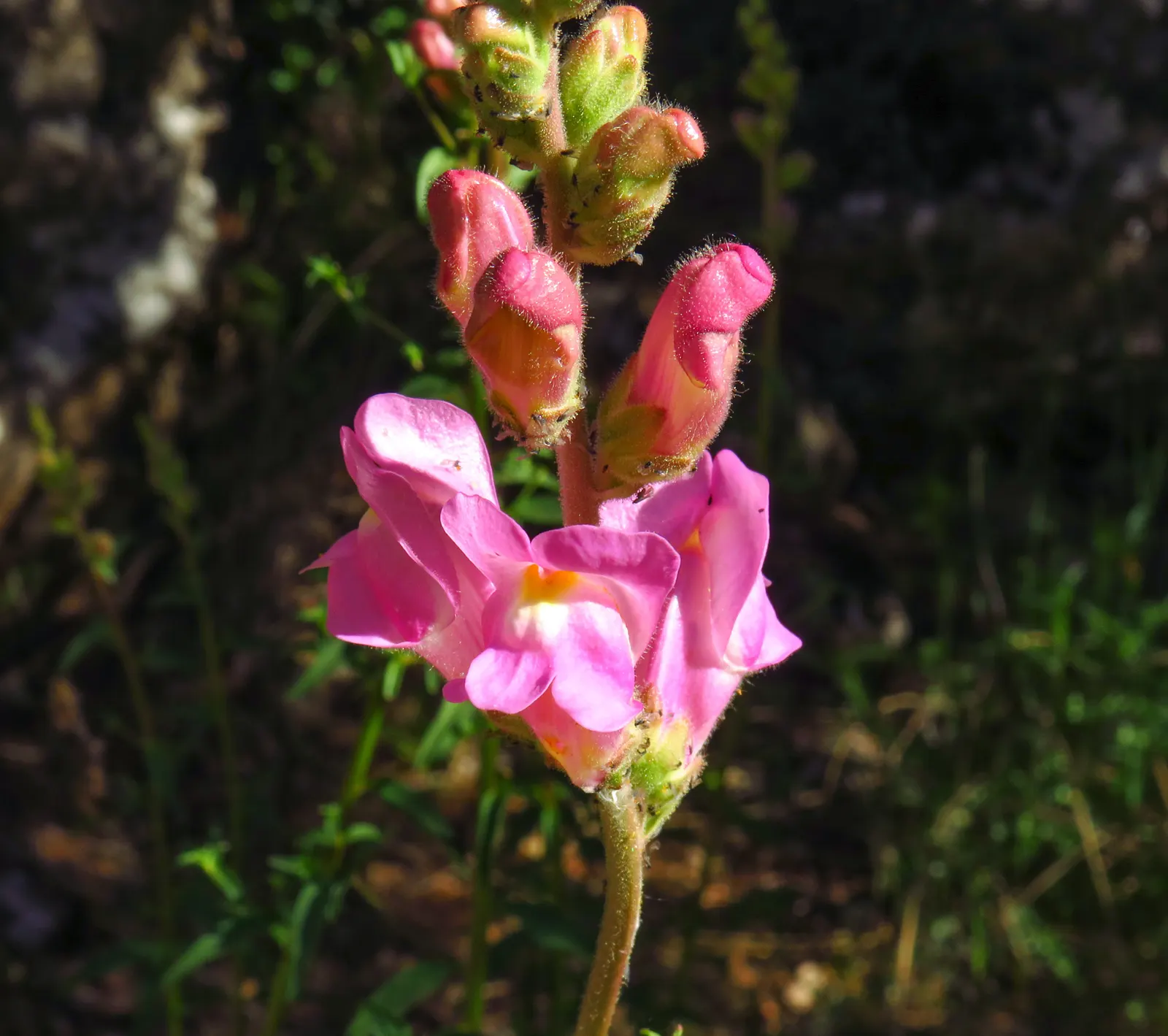 Snapdragon (Antirrhinum Majus) — pink flowers in the garden; suitable for cutting gardens, image 159
