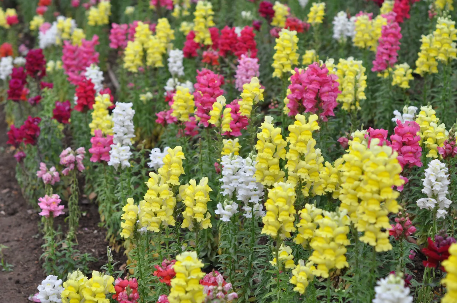 Snapdragon (Antirrhinum Majus) — They prefer cooler climates and flourish in full to partial sunlight; deadheading encourages prolonged flowering, image 103