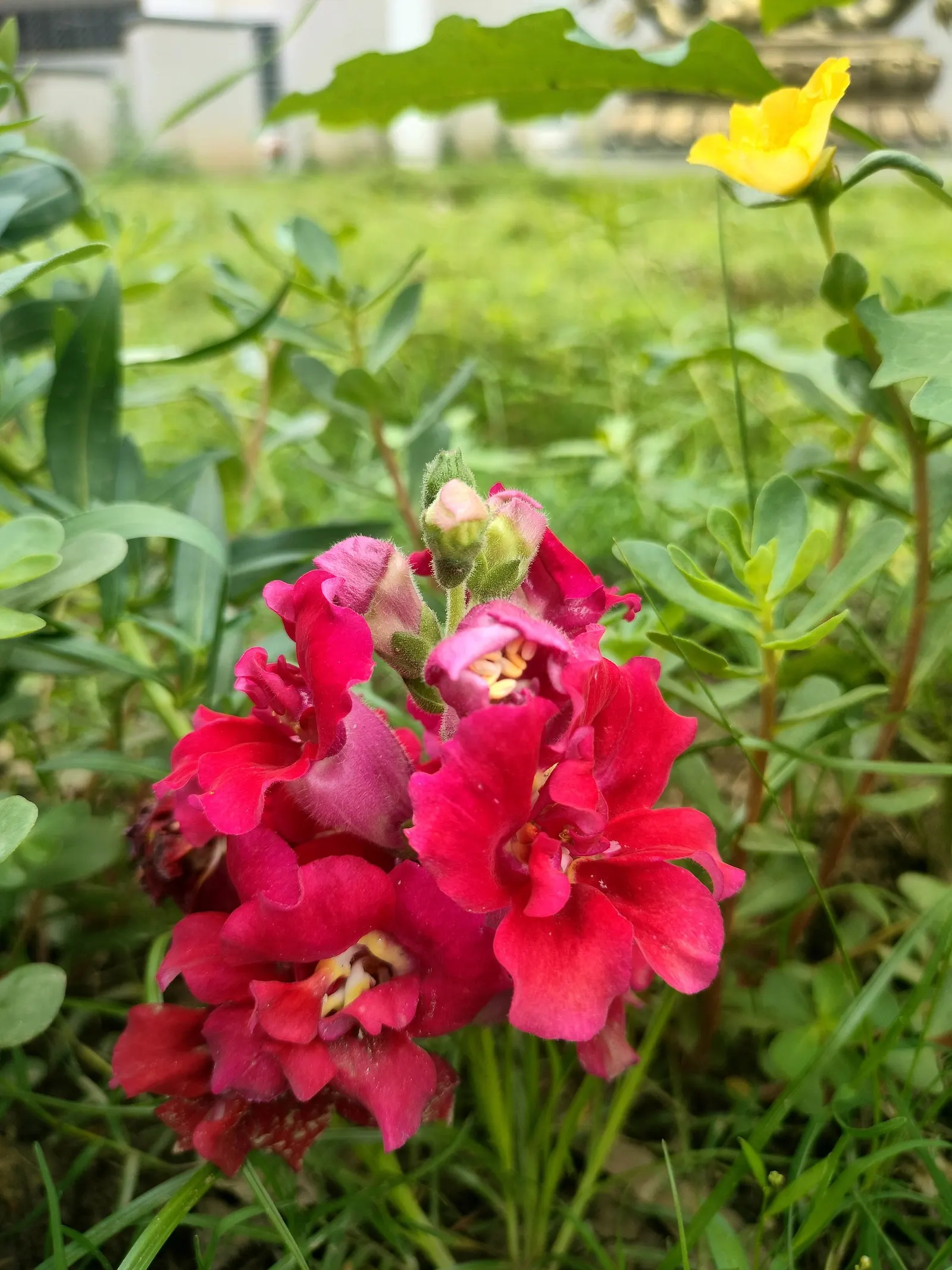 Snapdragon (Antirrhinum Majus) — When incorporating snapdragons into your landscape design; for maximal flowering, fertilize with a balanced flower, image 108