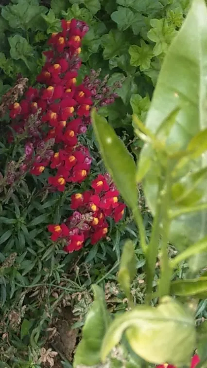 Snapdragon (Antirrhinum Majus) — with stalks densely packed with buds that bloom into an impressive display; pink flowers in the garden, image 102