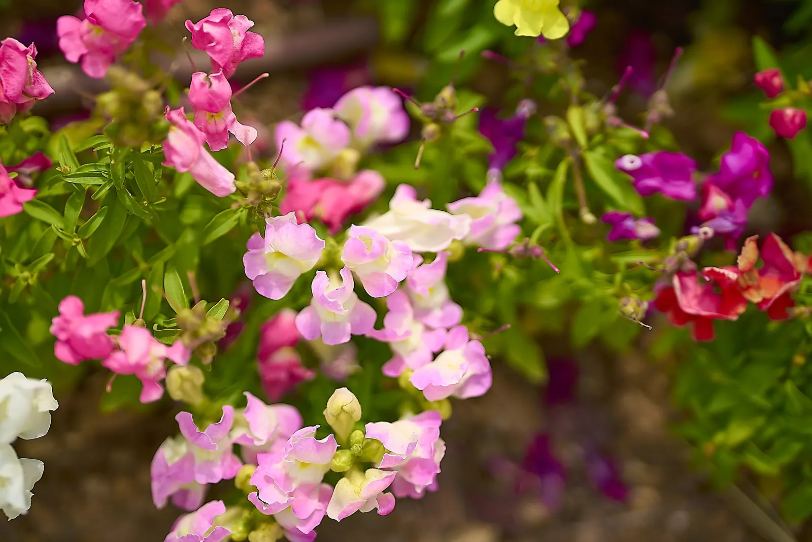 Snapdragon (Antirrhinum Majus) — Blooms from late spring to fall, adding vertical interest and vivid color to borders; it features tubular, image 188