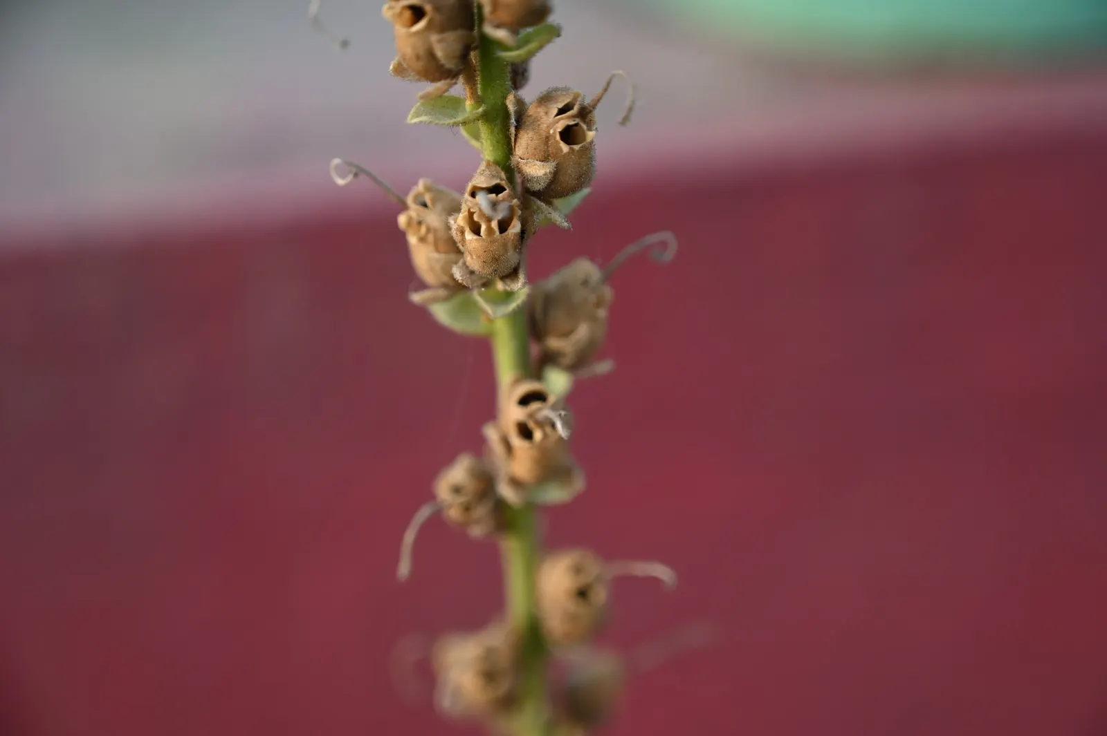 Snapdragon (Antirrhinum Majus) — with stalks densely packed with buds that bloom into an impressive display; pink flowers in the garden, image 148