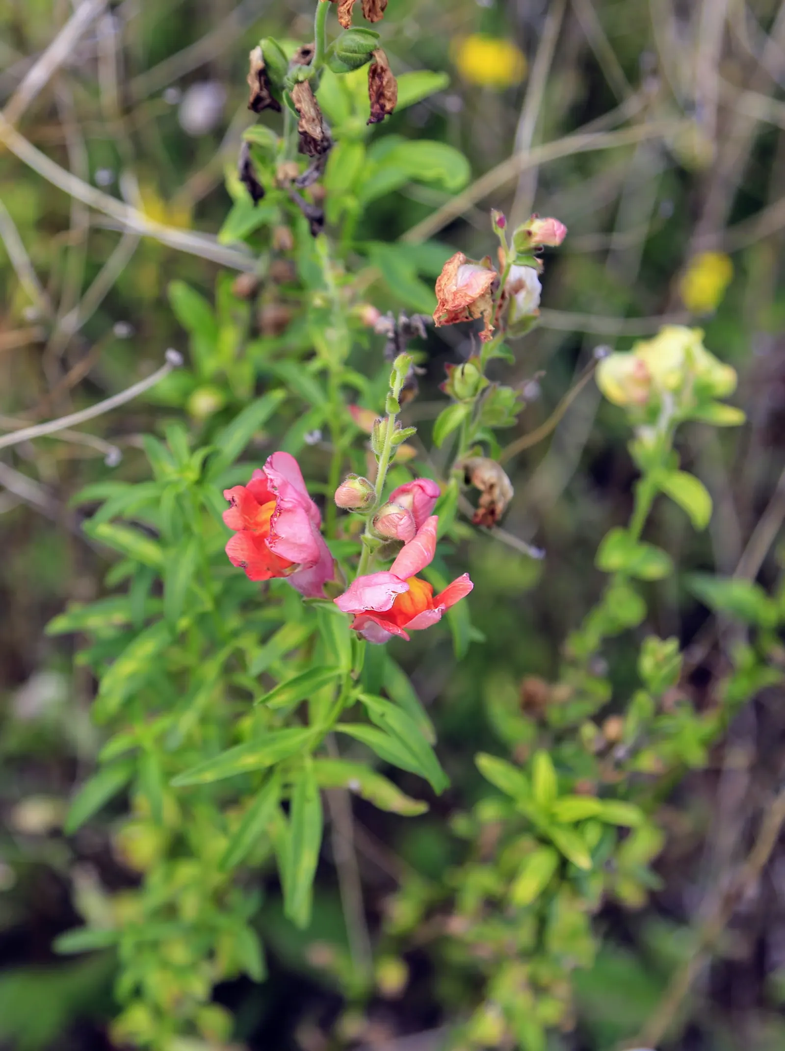 Snapdragon (Antirrhinum Majus) — Recognized for their capability to reseed; annual for full or half, image 168