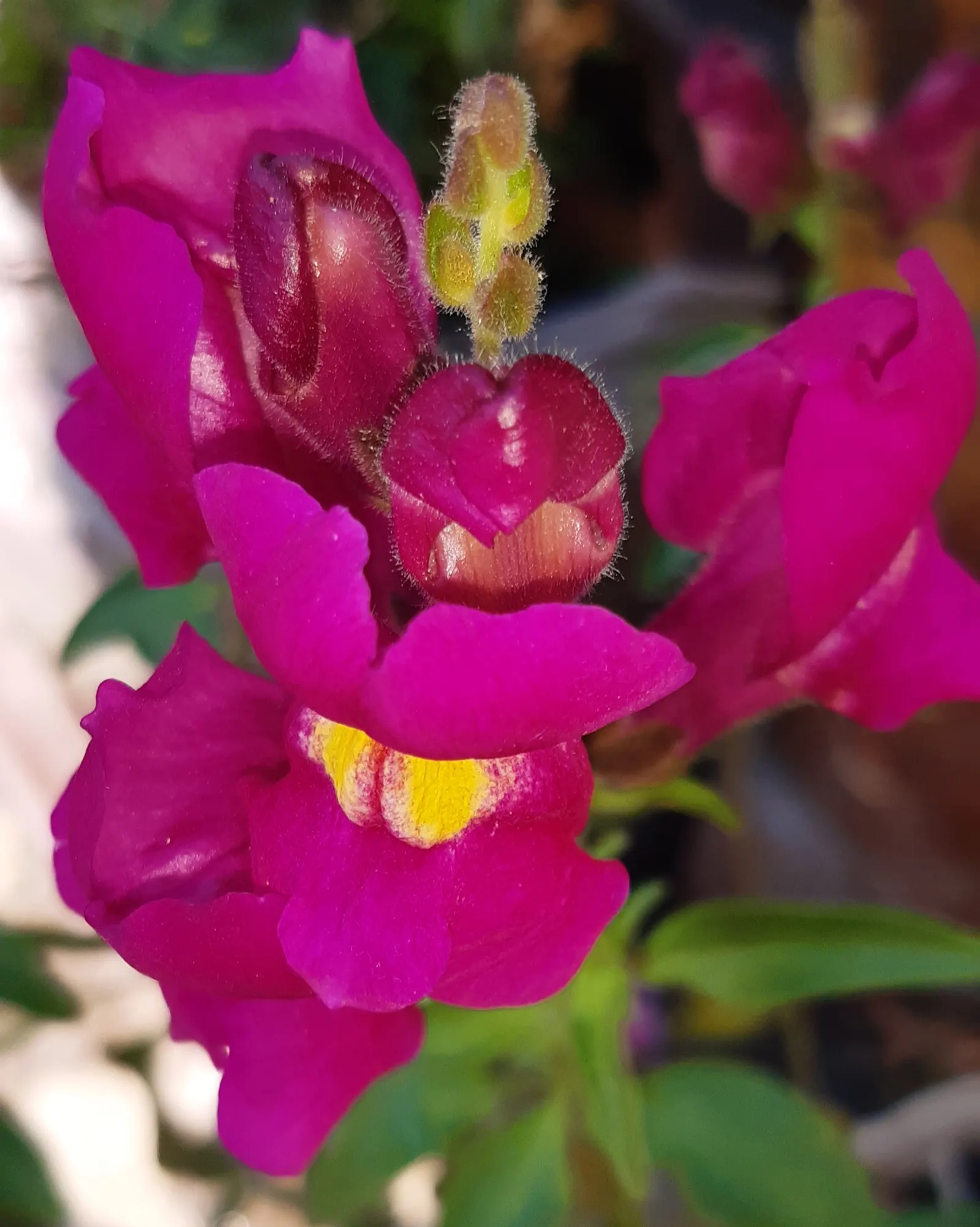 Snapdragon (Antirrhinum Majus) — pink flowers in the garden; suitable for cutting gardens, image 136