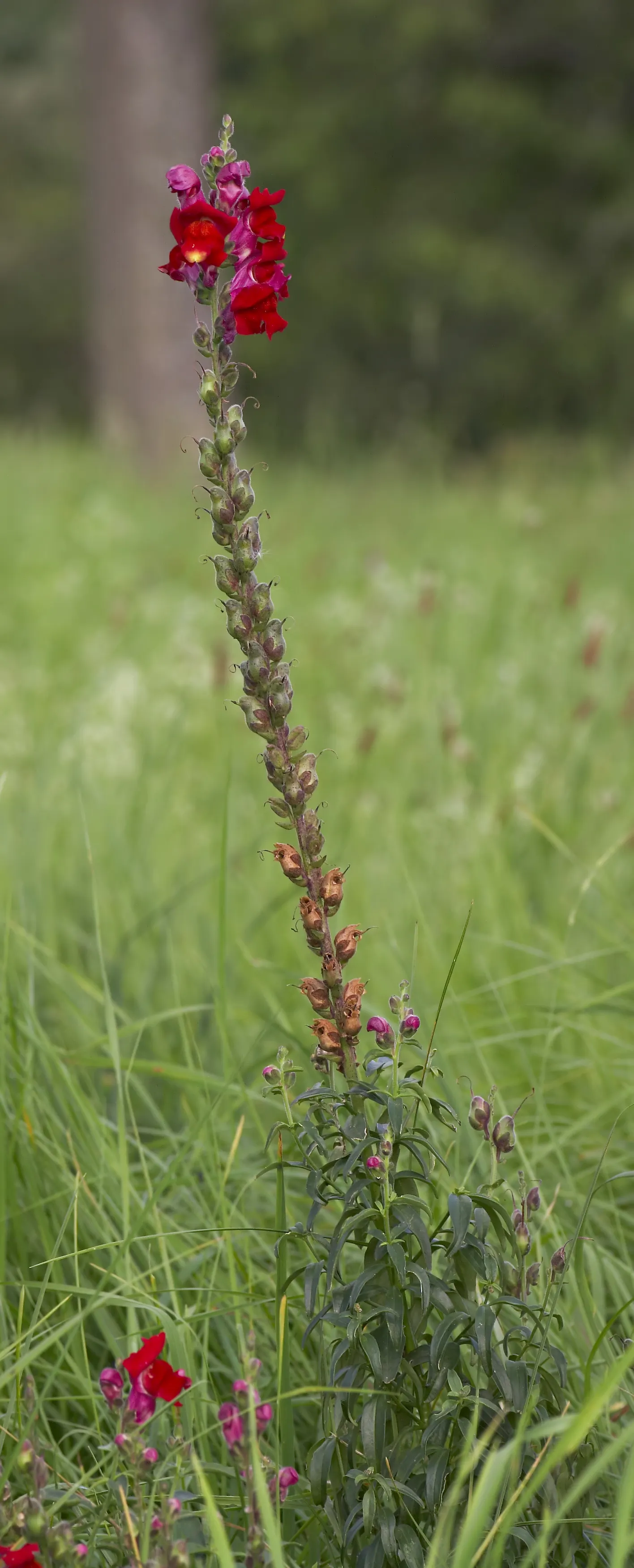 Snapdragon (Antirrhinum Majus) — Snapdragon prefers full sun to partial shade and well-drained soil; this encourages a longer blooming season, image 118
